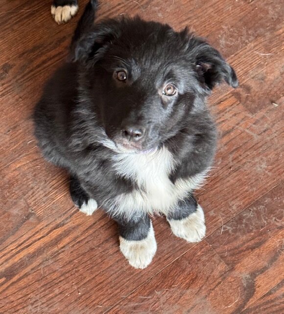 Aussie/Border Collie Puppies Needing 4Ever Homes image 8