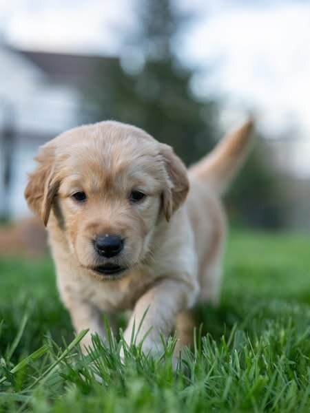 Cream golden retriever image 3