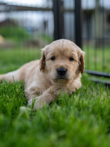 Cream golden retriever image 4