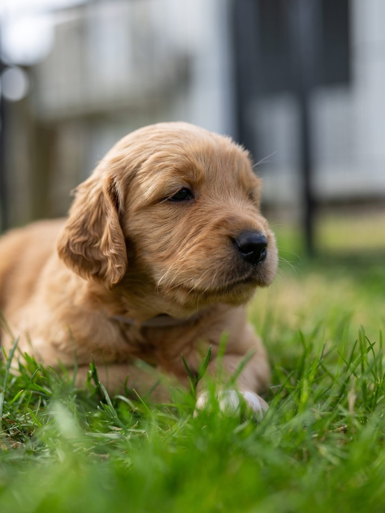 Cream golden retriever image 2