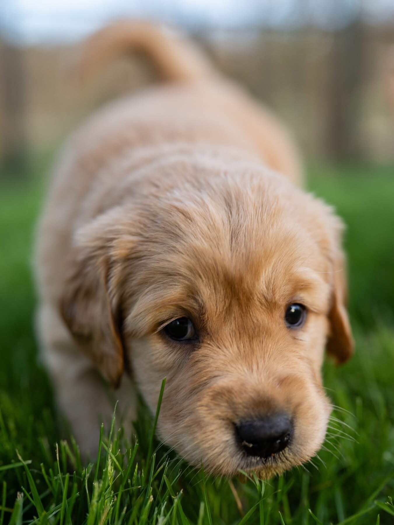 Cream golden retriever image 1