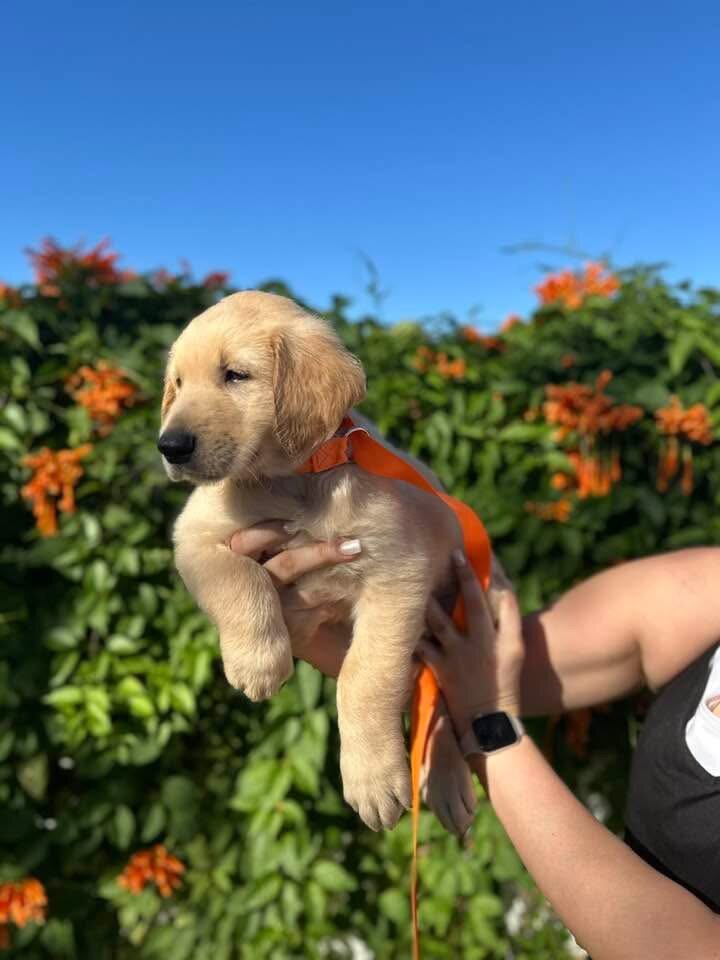 Golden retriever pups image 4