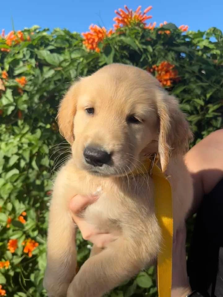 Golden retriever pups image 2