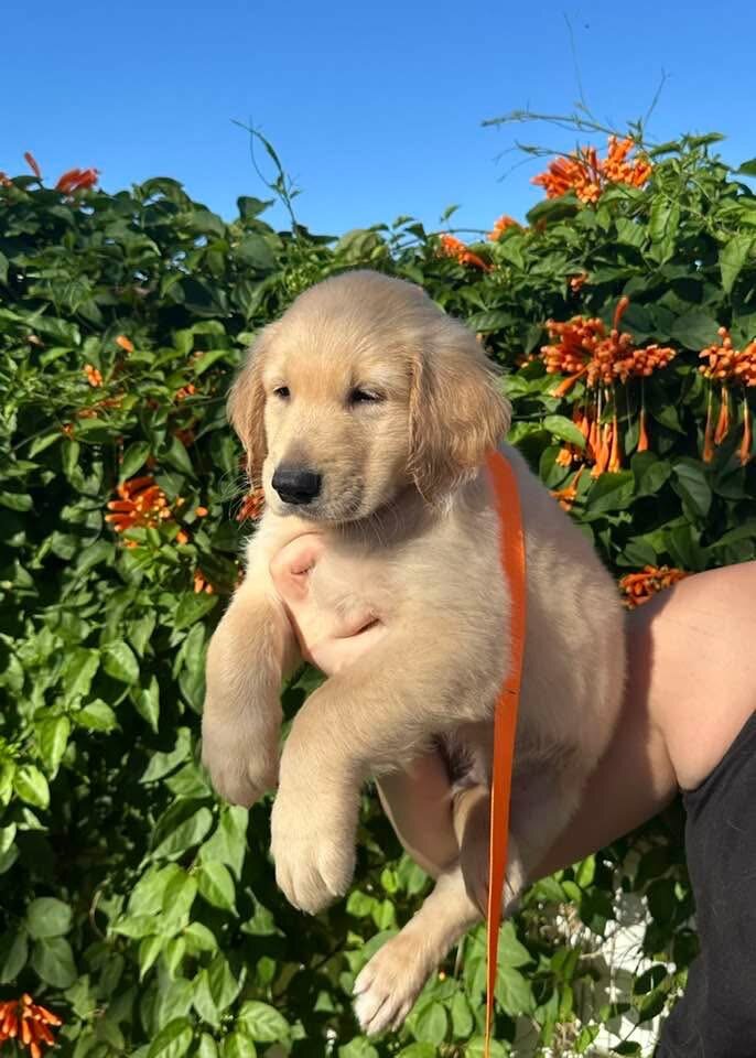 Golden retriever pups image 6