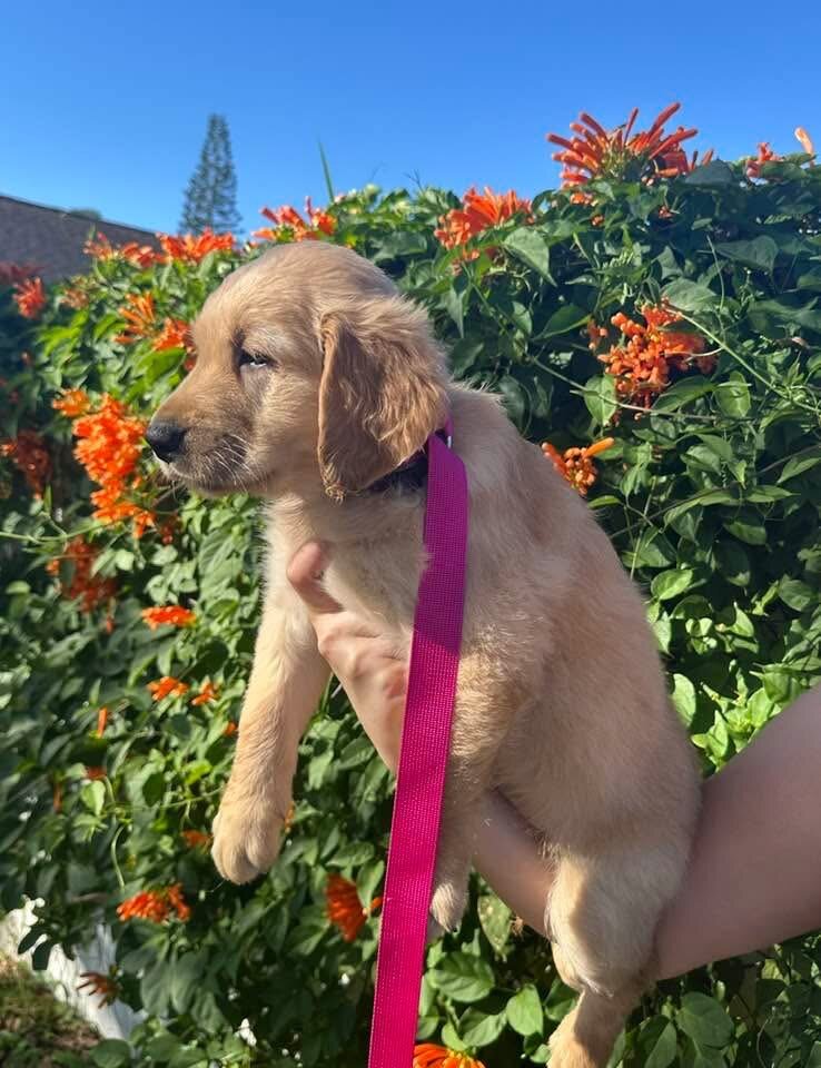 Golden retriever pups image 1
