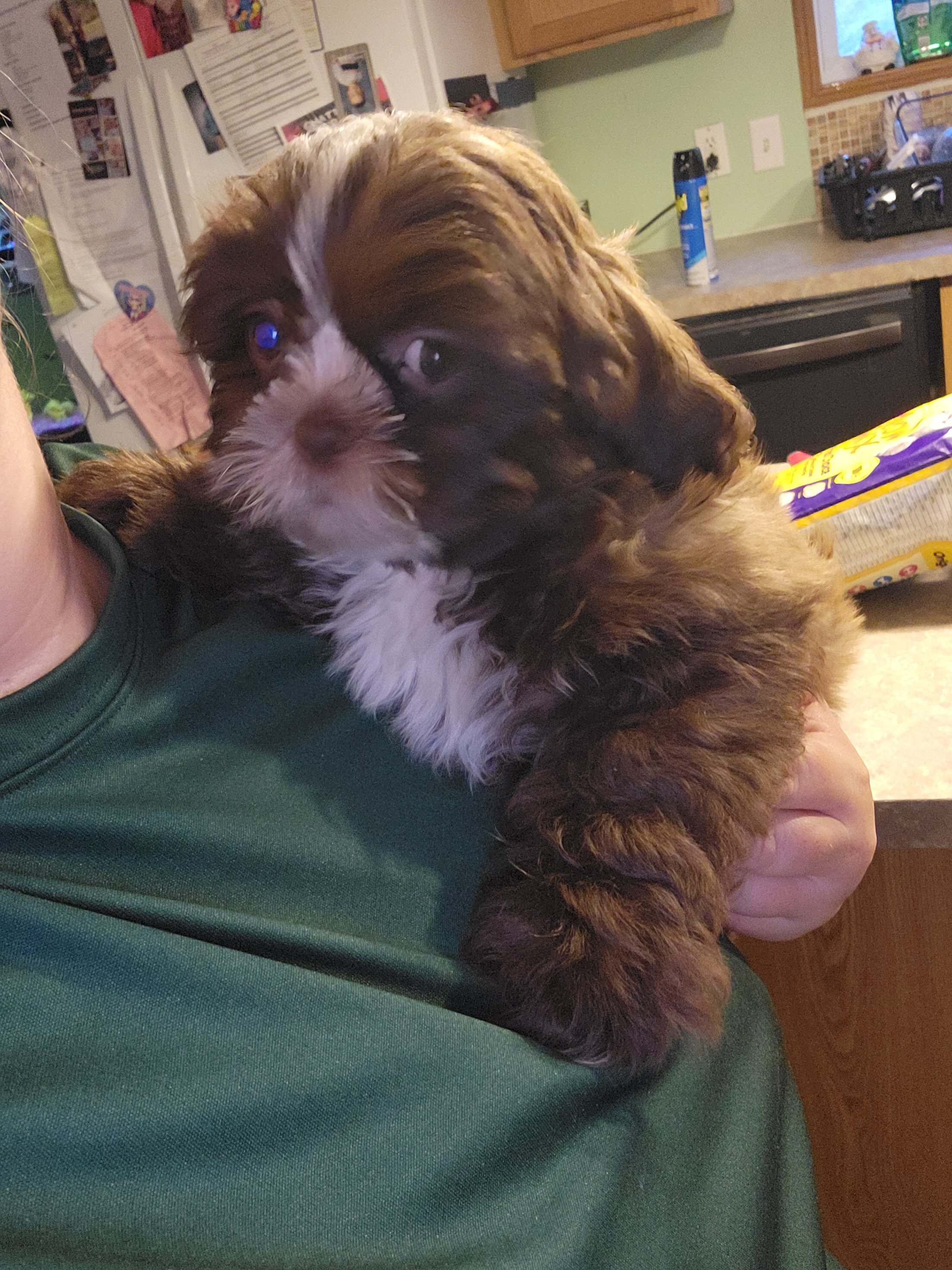 Ckc female shih tzu image 5