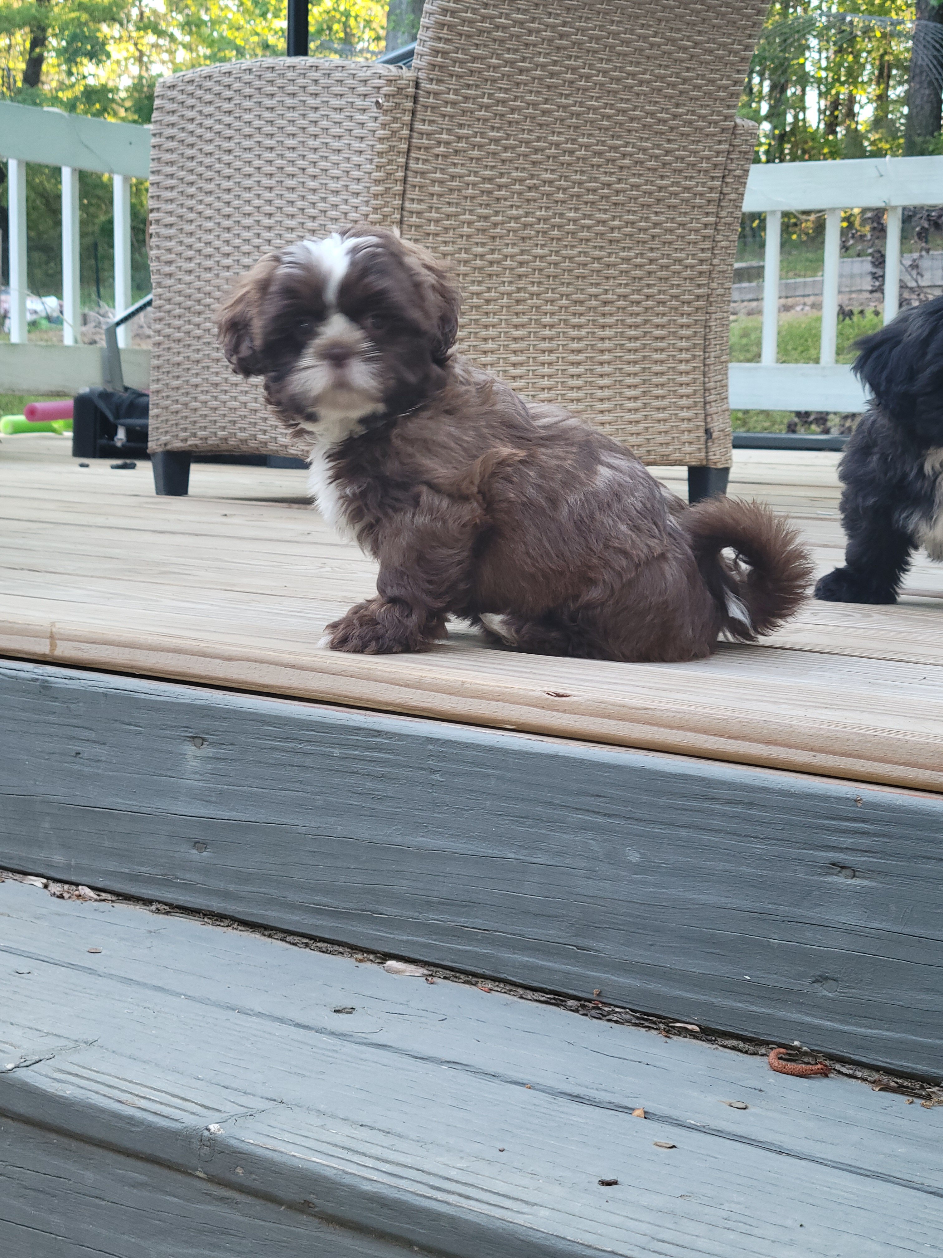 Ckc female shih tzu image 2