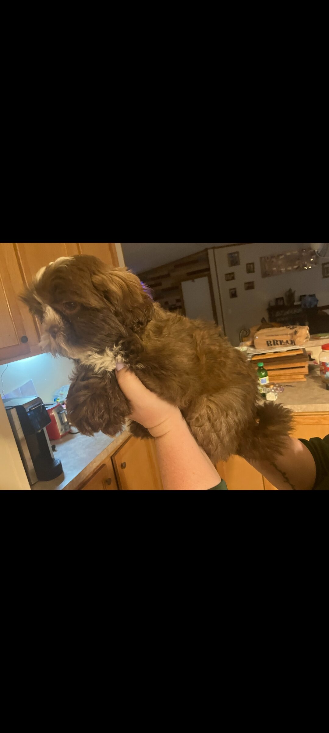 Ckc female shih tzu image 1