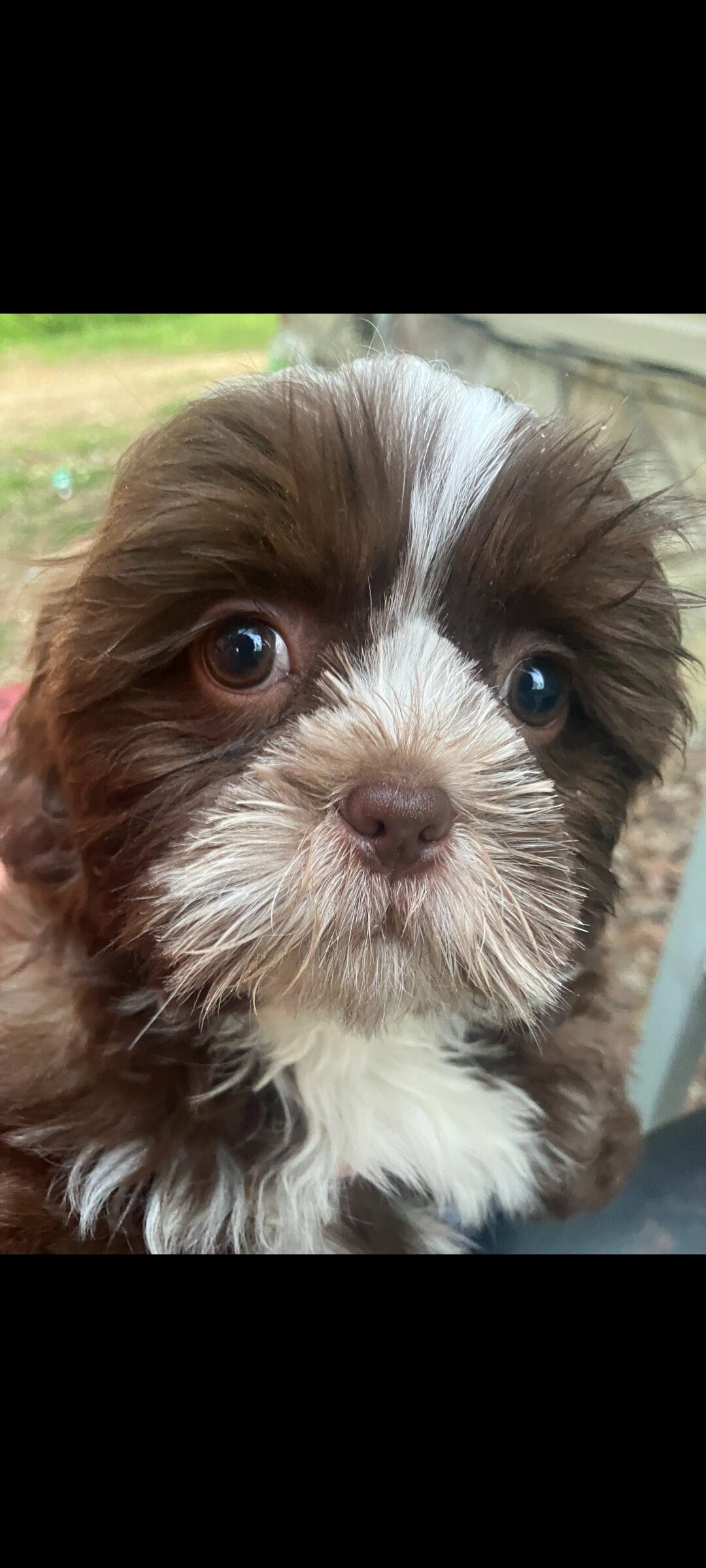 Ckc female shih tzu image 3