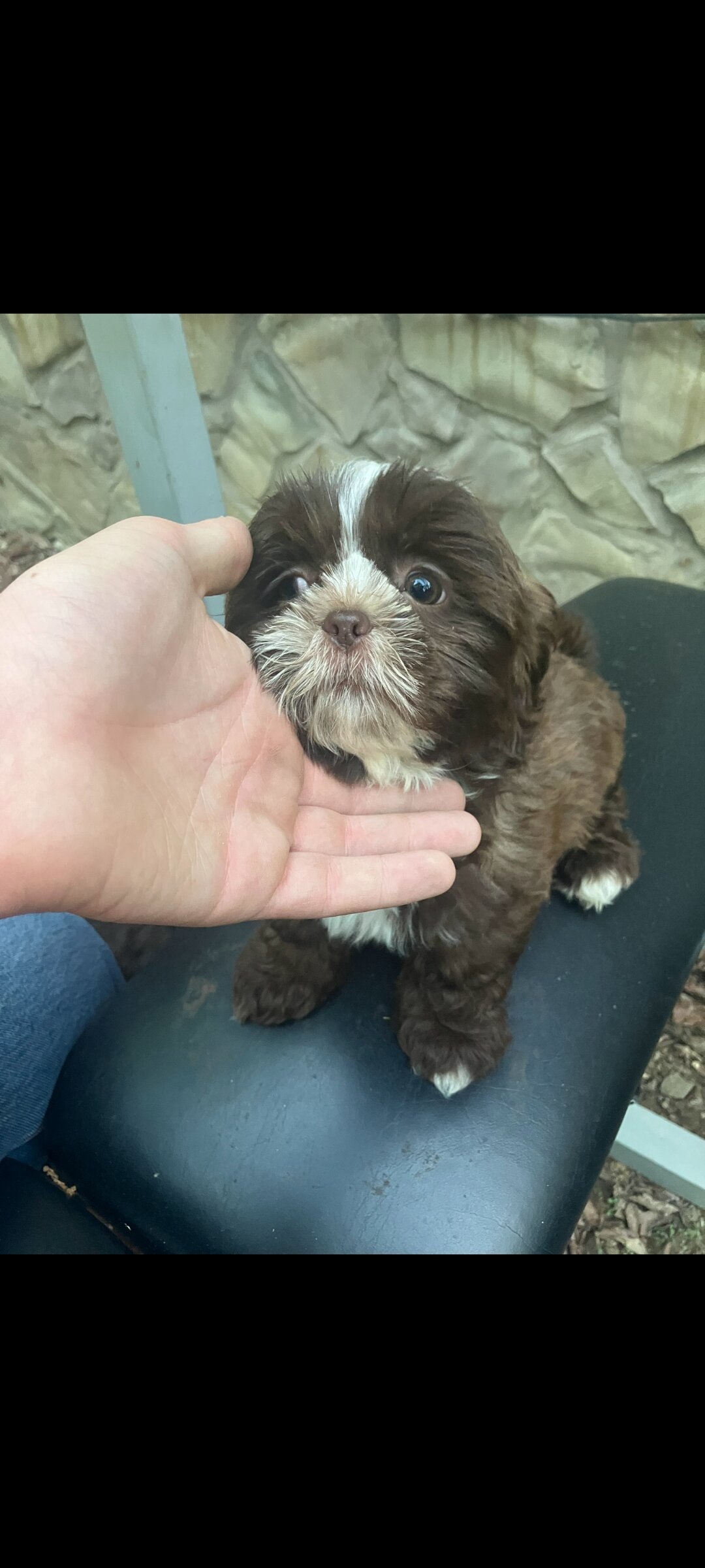 Ckc female shih tzu image 4