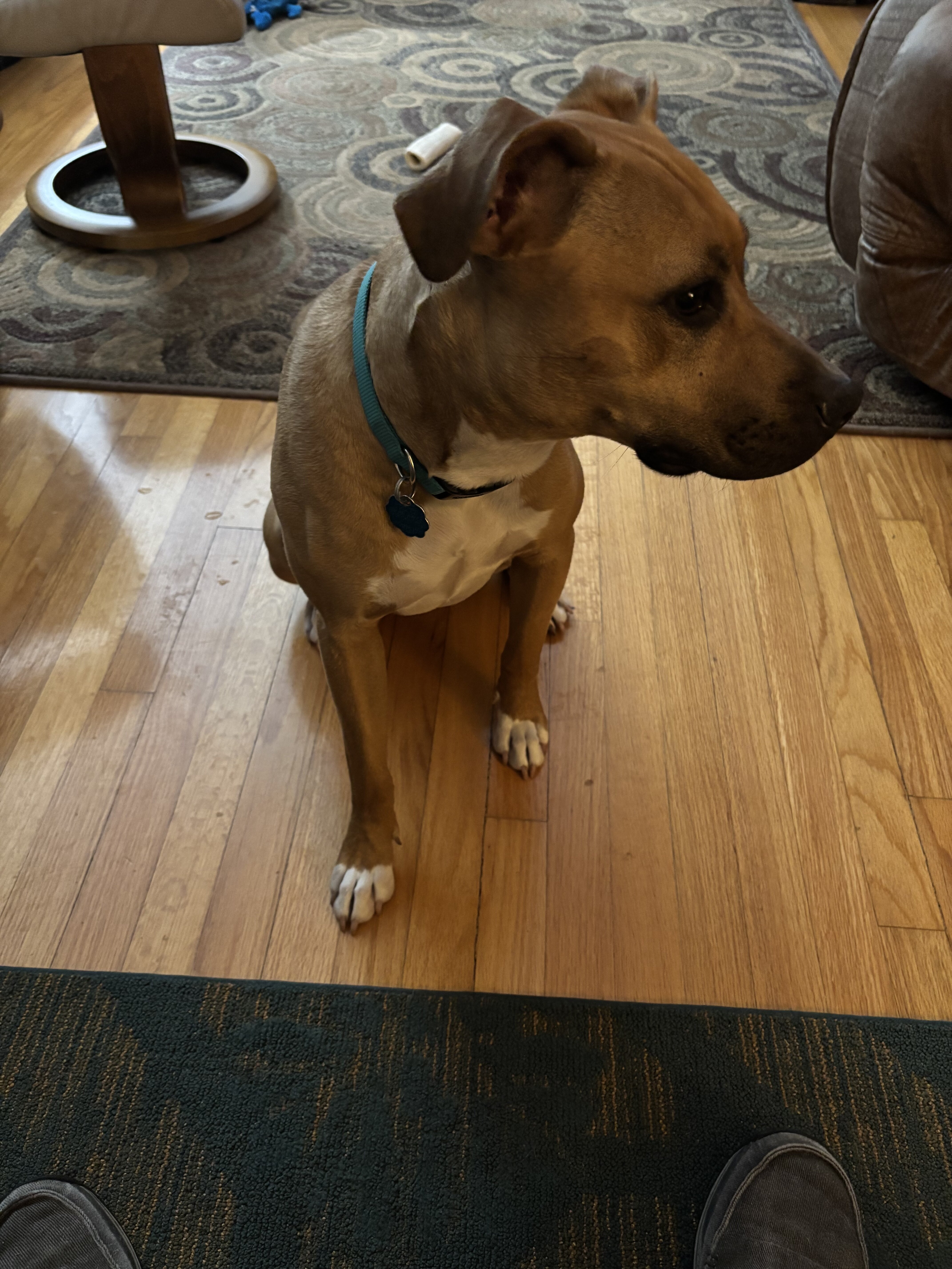 9 month old puppy with some training. image 1