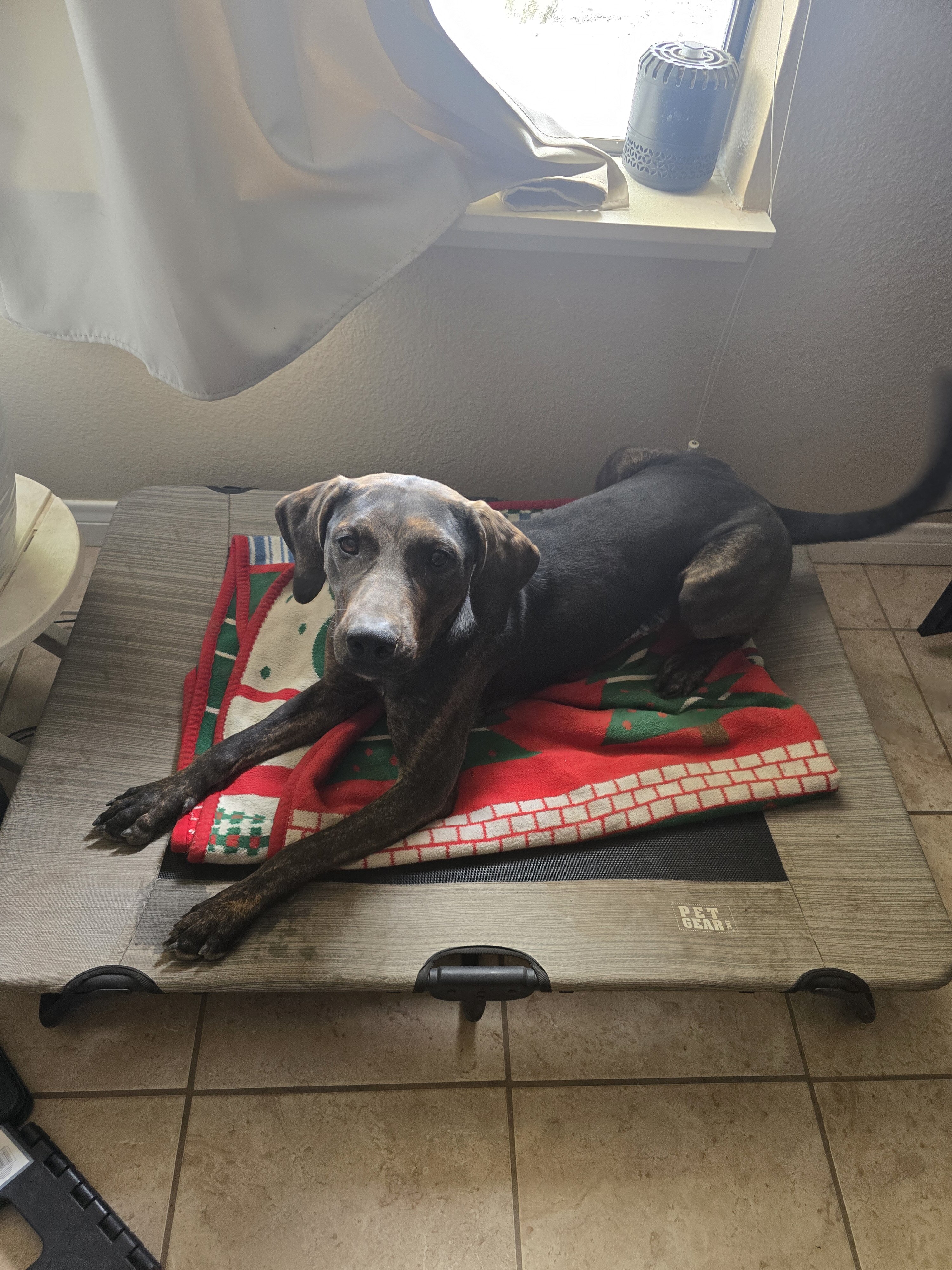 Catahoula leopard dog image 3