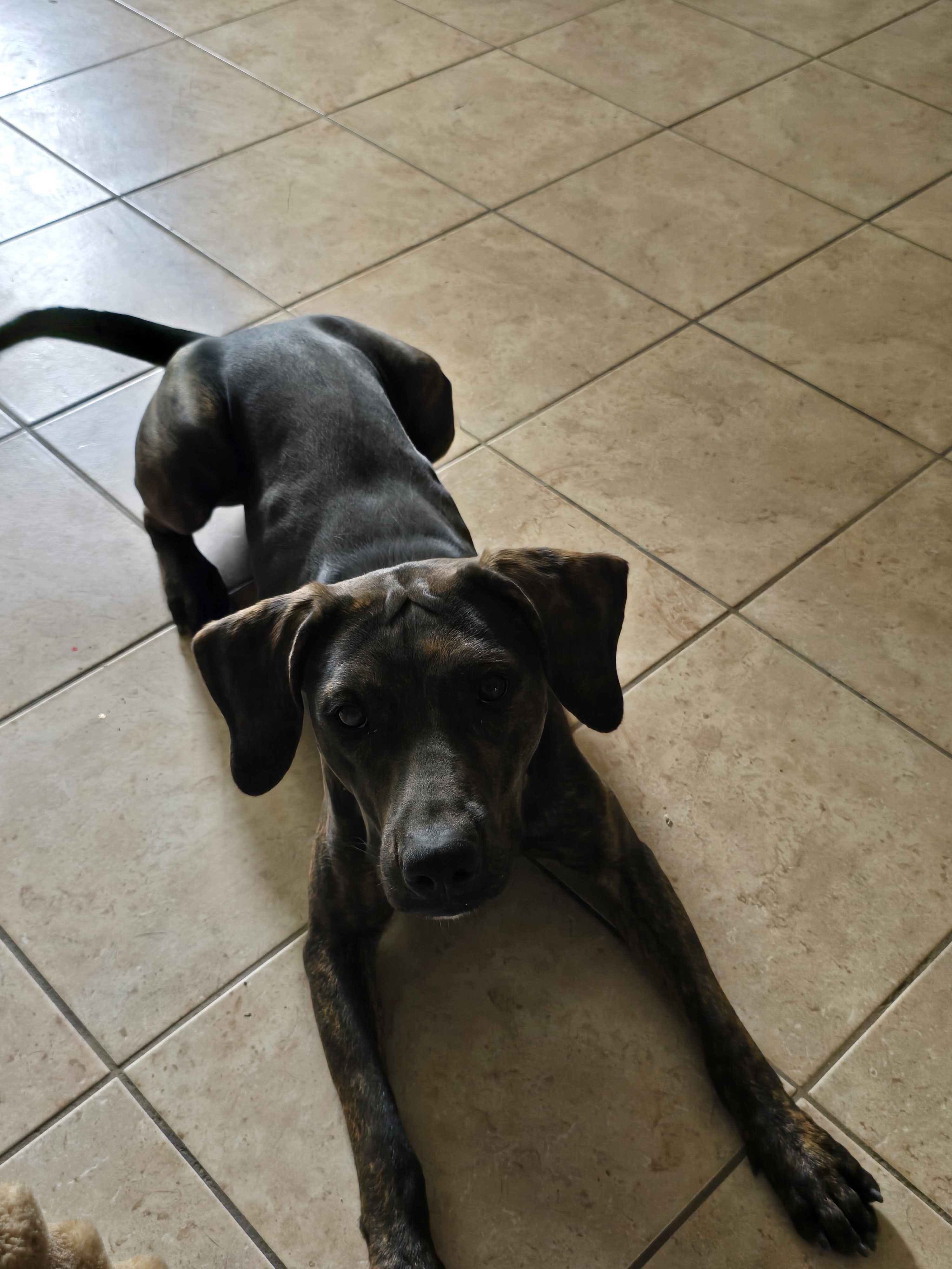 Catahoula leopard dog image 2
