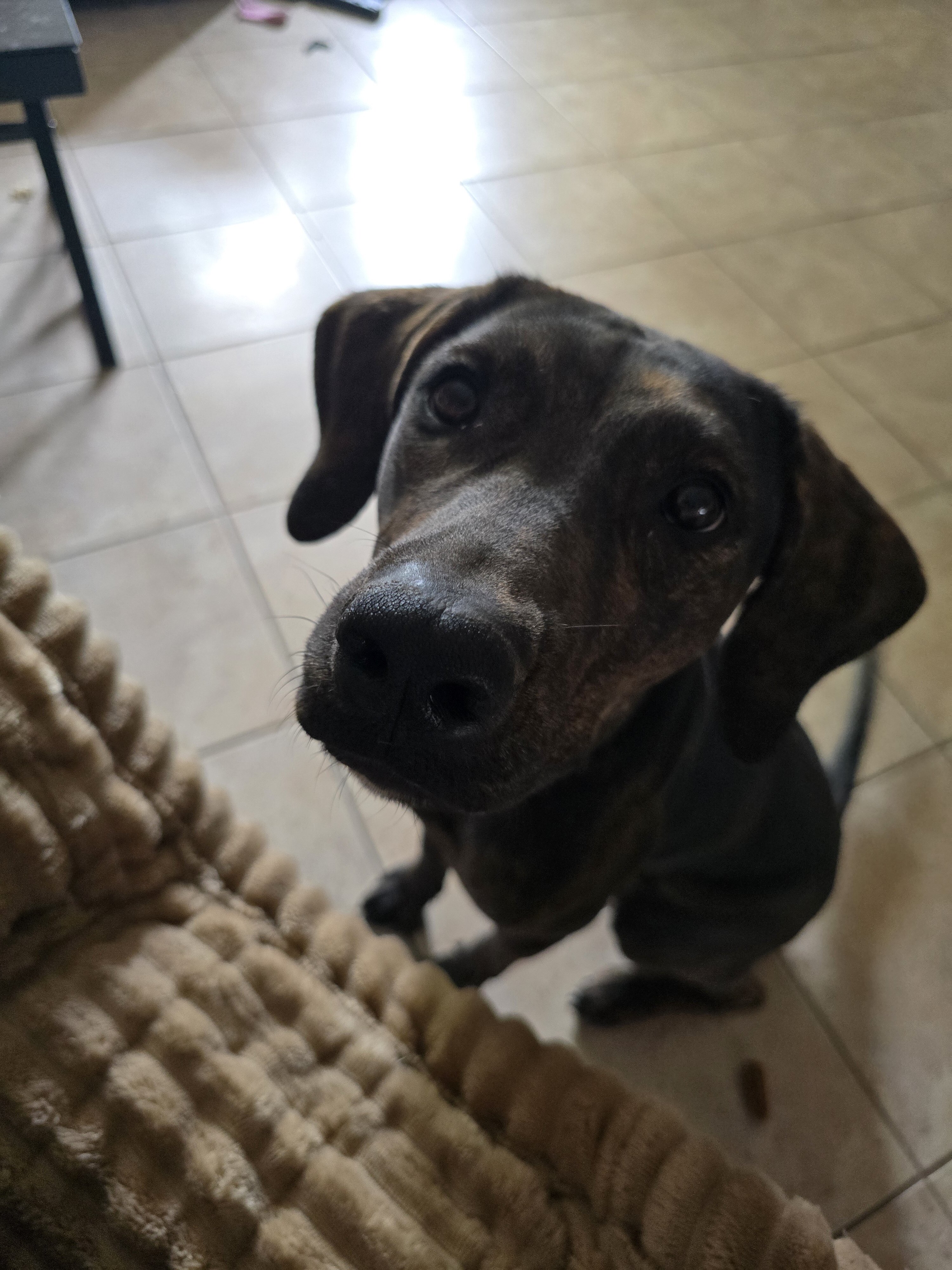 Catahoula leopard dog image 1
