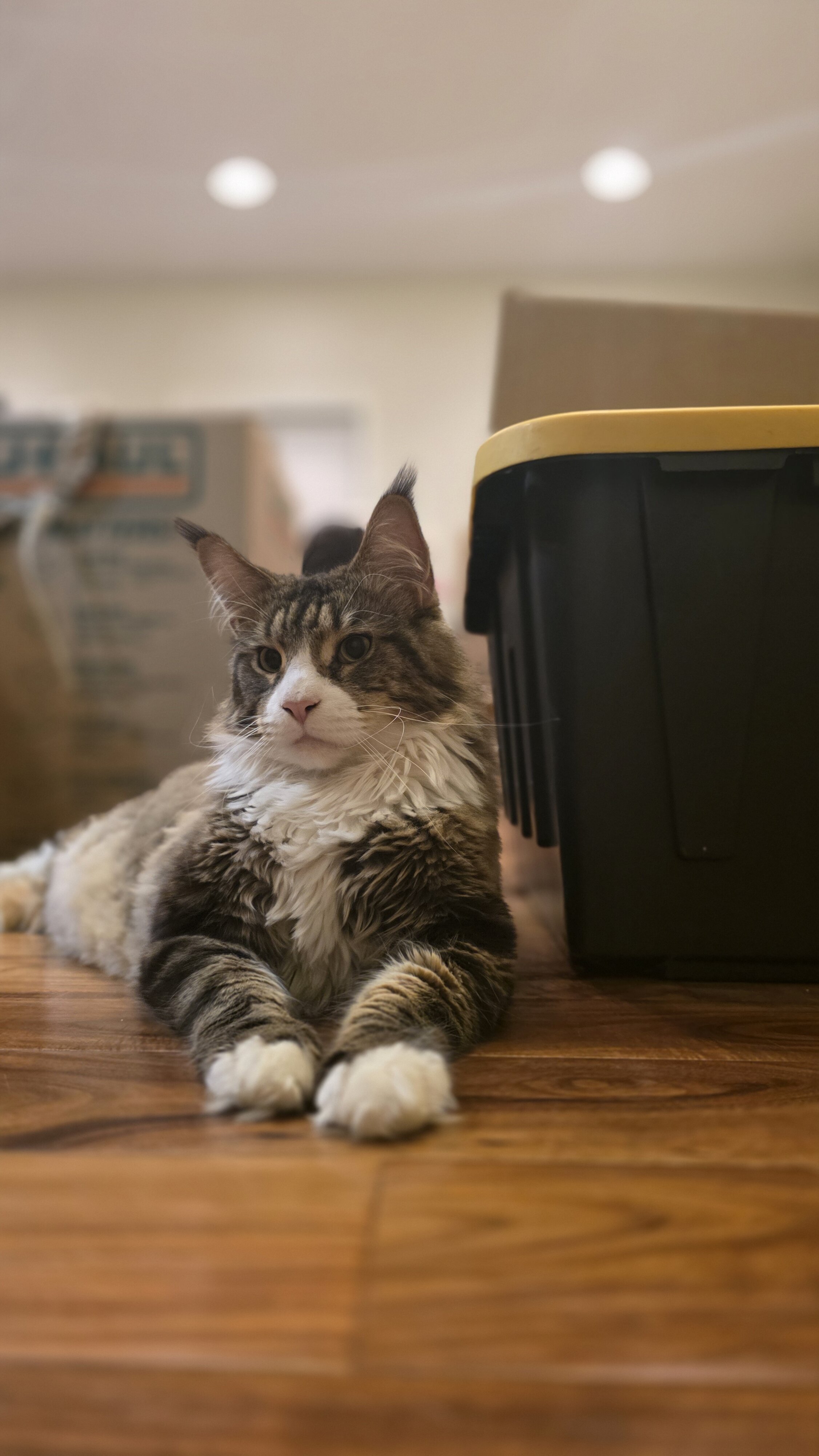 2 Beautiful Maine Coons image 2