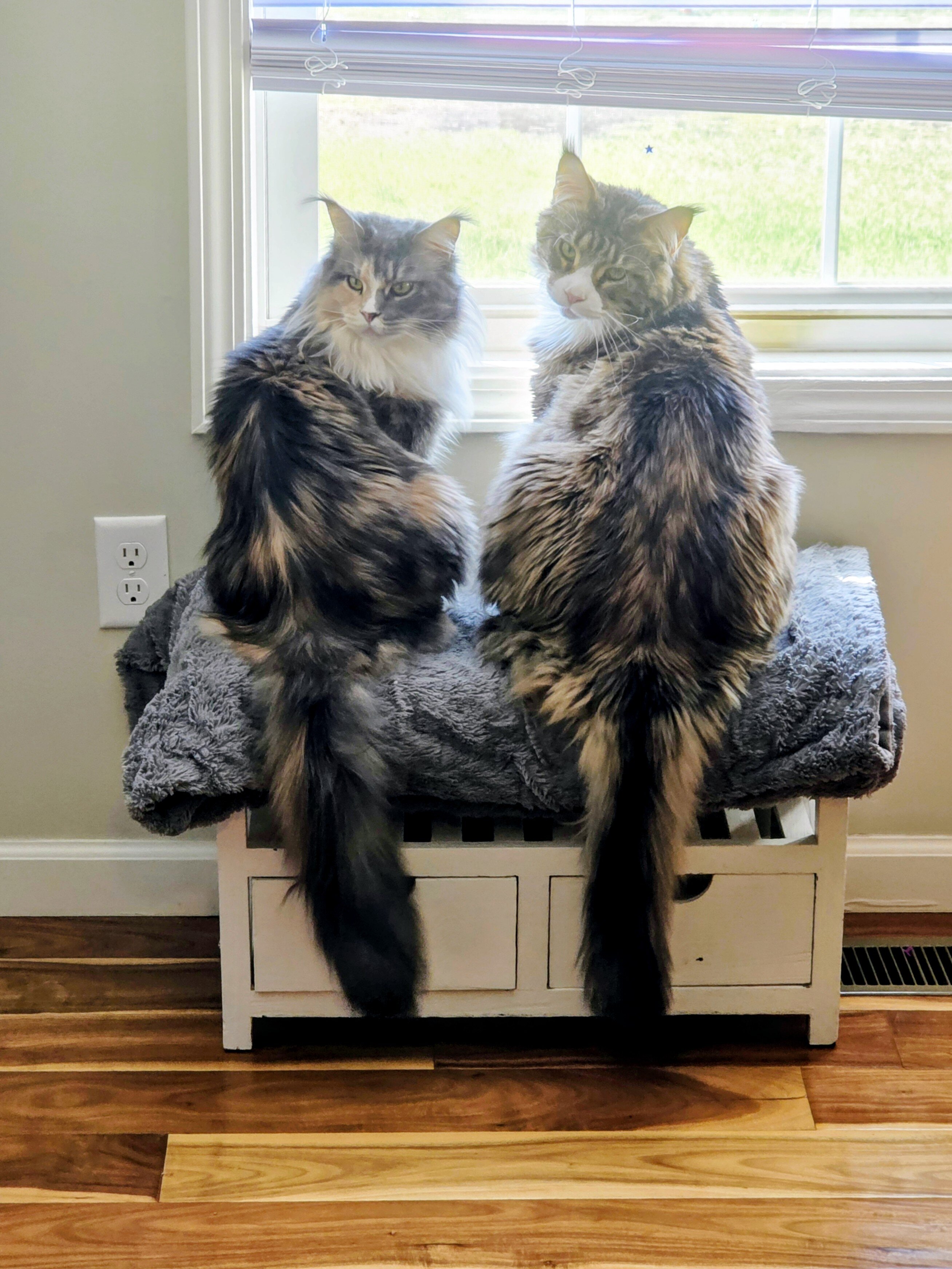 2 Beautiful Maine Coons image 1