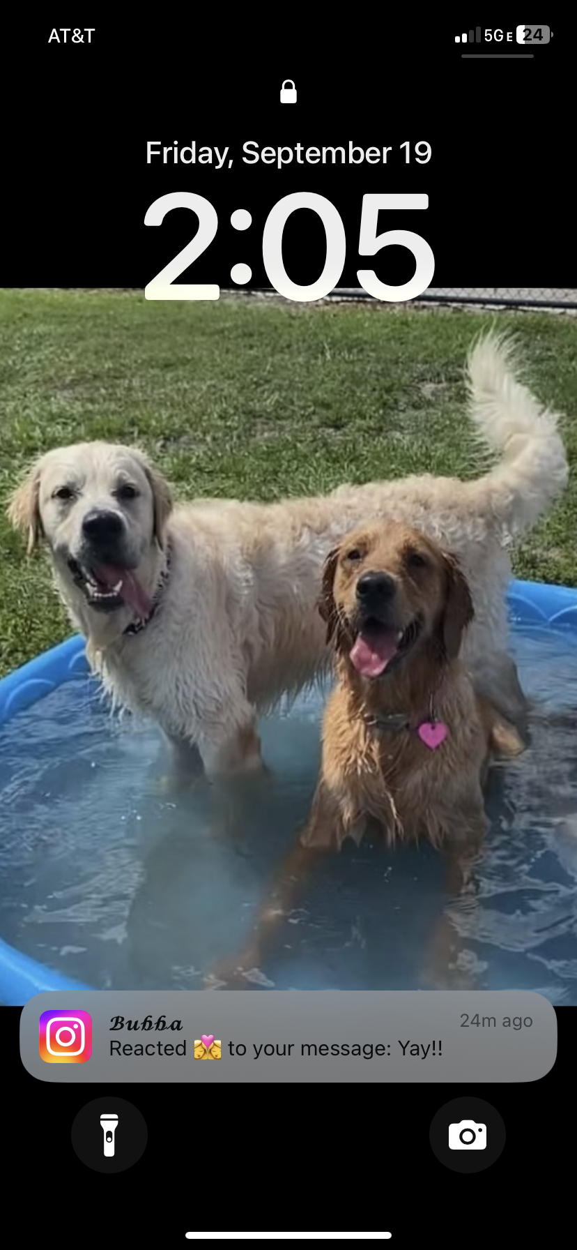 8 weeks All Female Golden Retrievers image 6