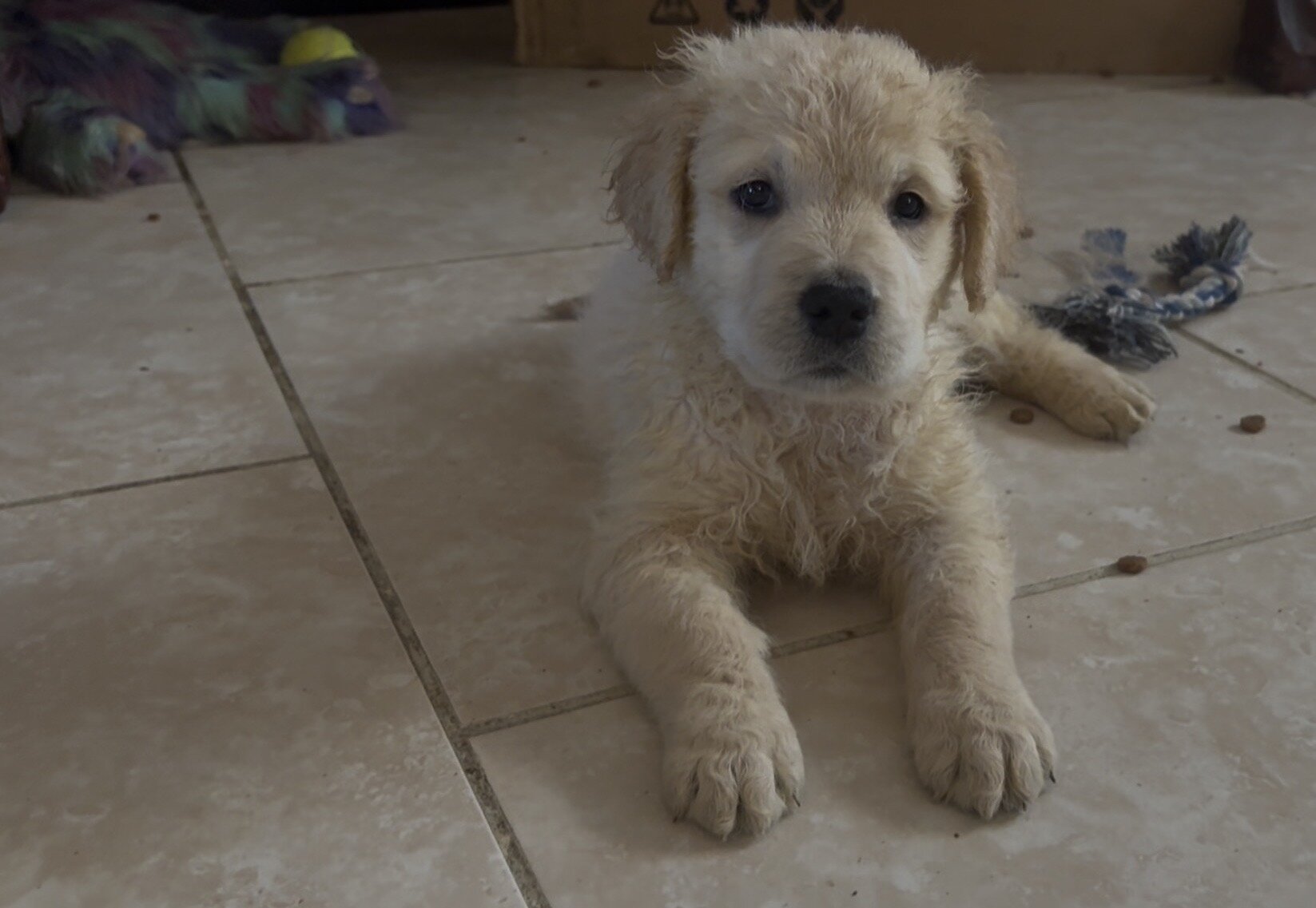8 weeks All Female Golden Retrievers image 5