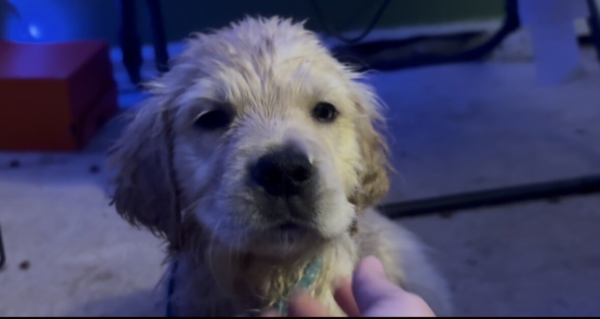 8 weeks All Female Golden Retrievers image 1