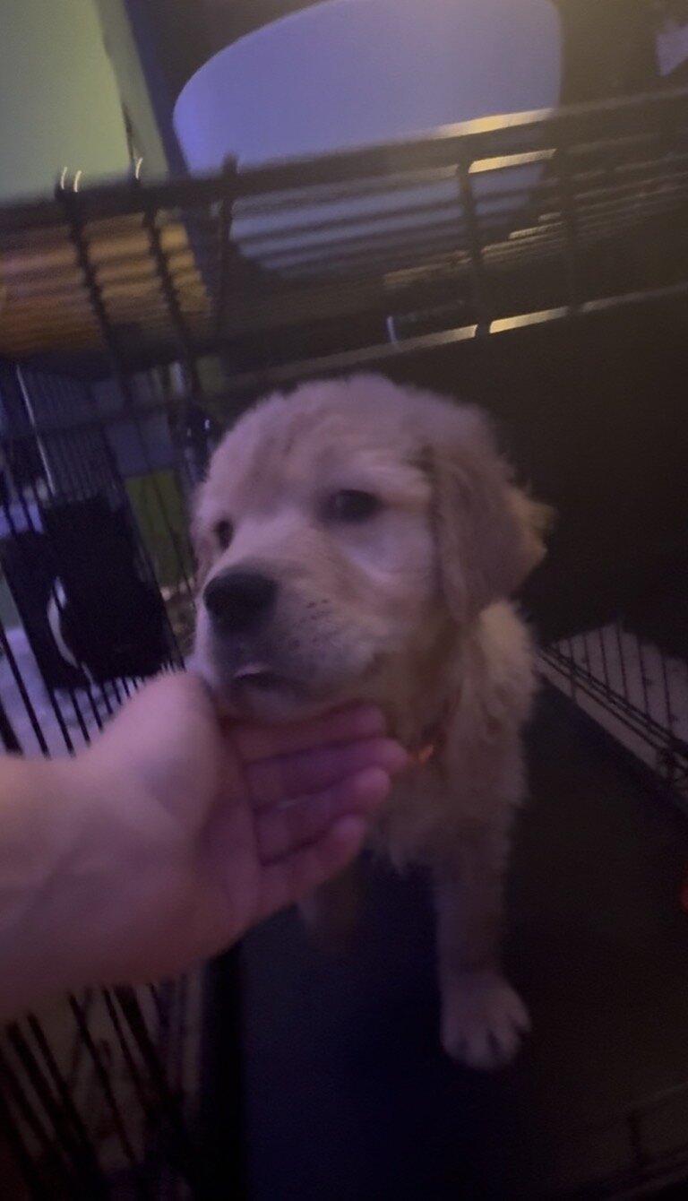 8 weeks All Female Golden Retrievers image 4