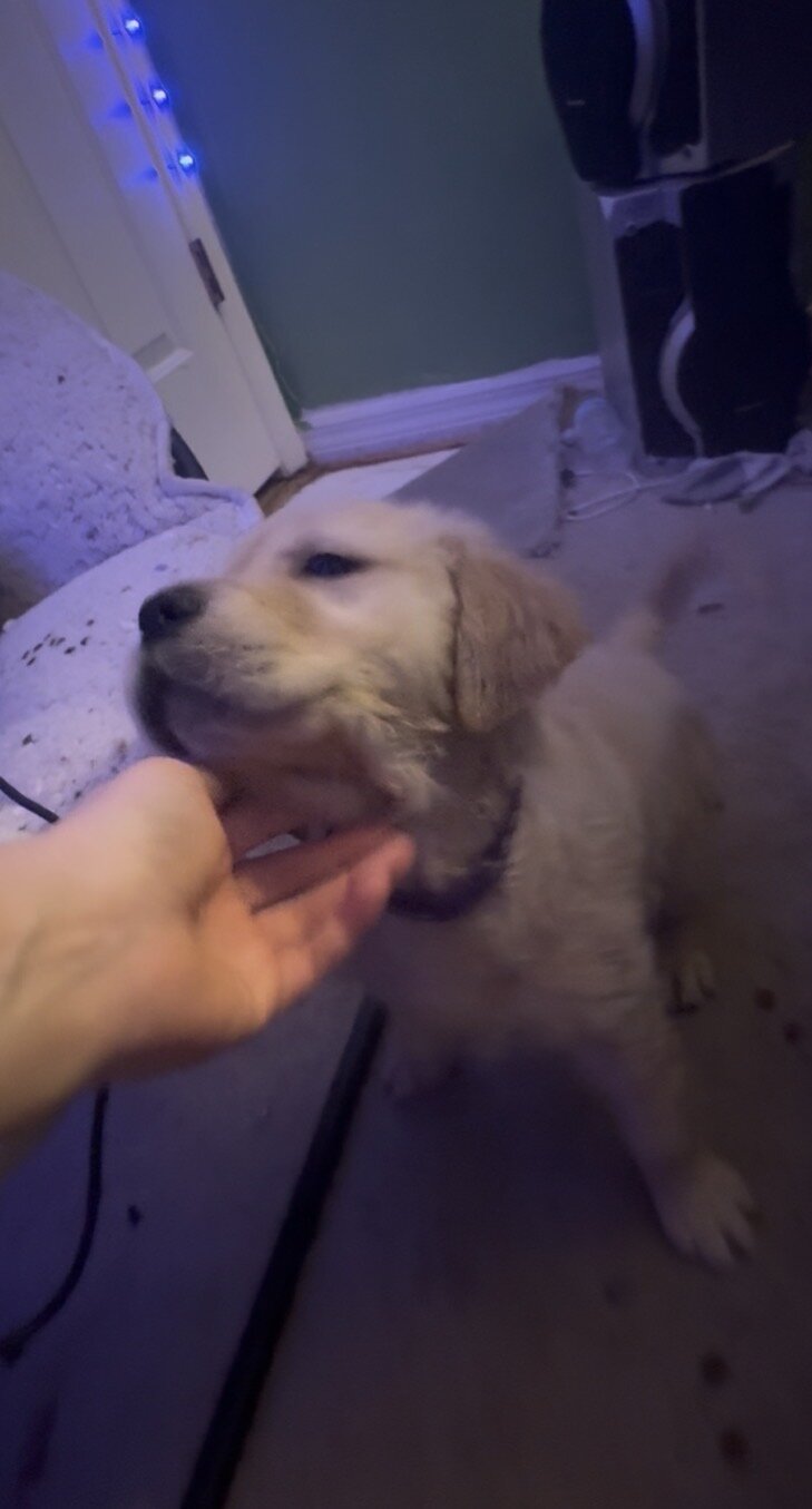 8 weeks All Female Golden Retrievers image 2
