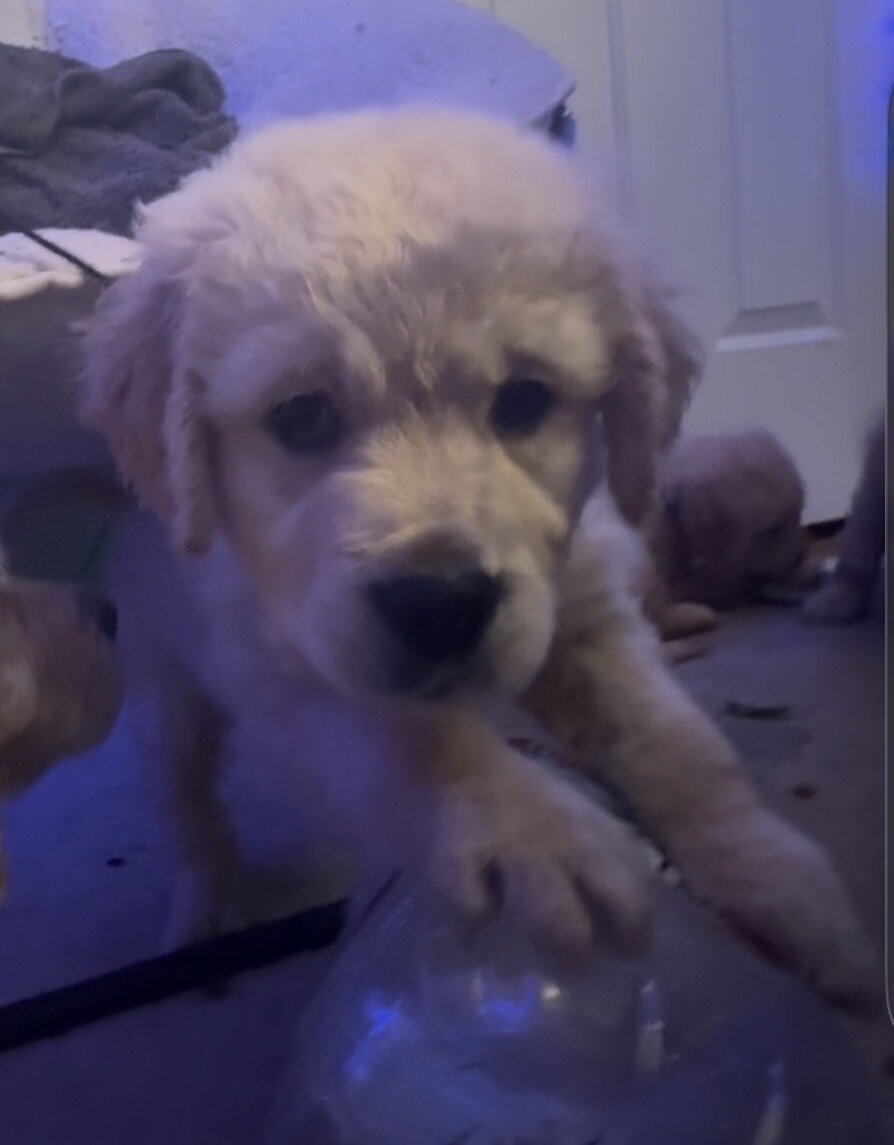 8 weeks All Female Golden Retrievers image 3