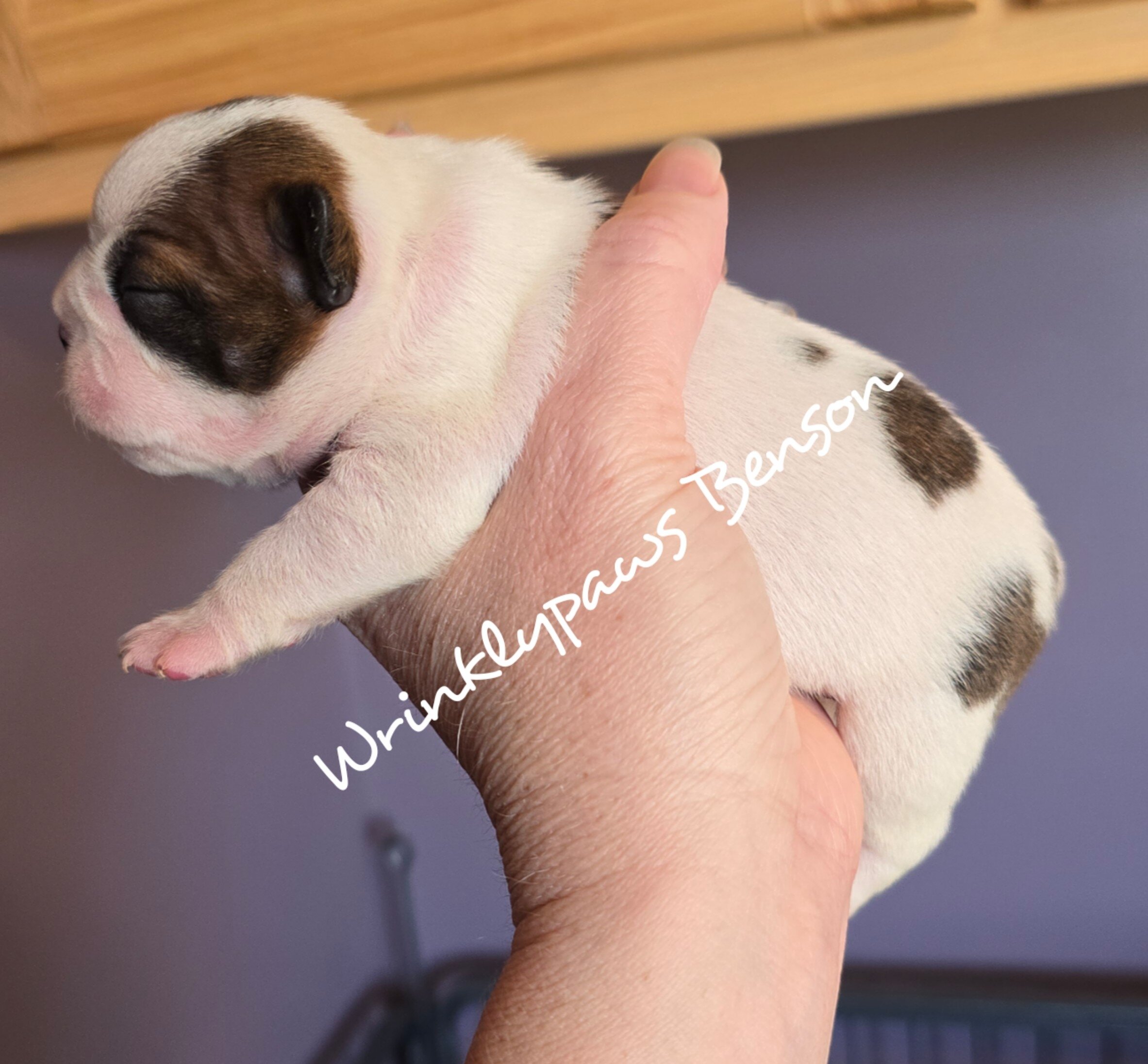 Boston Terrier puppies image 2