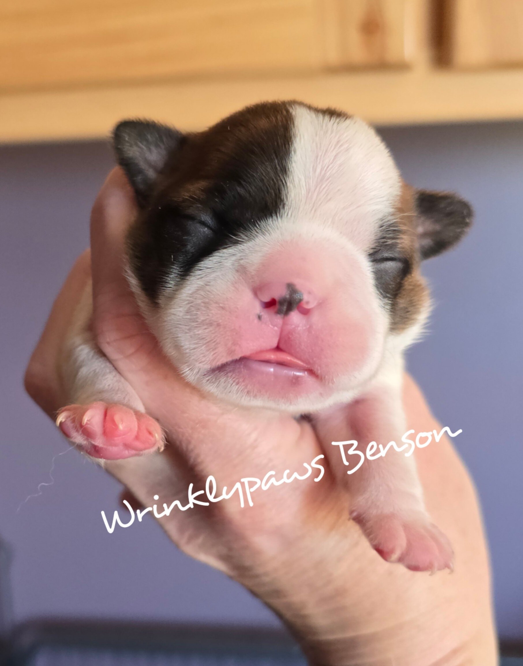 Boston Terrier puppies image 1