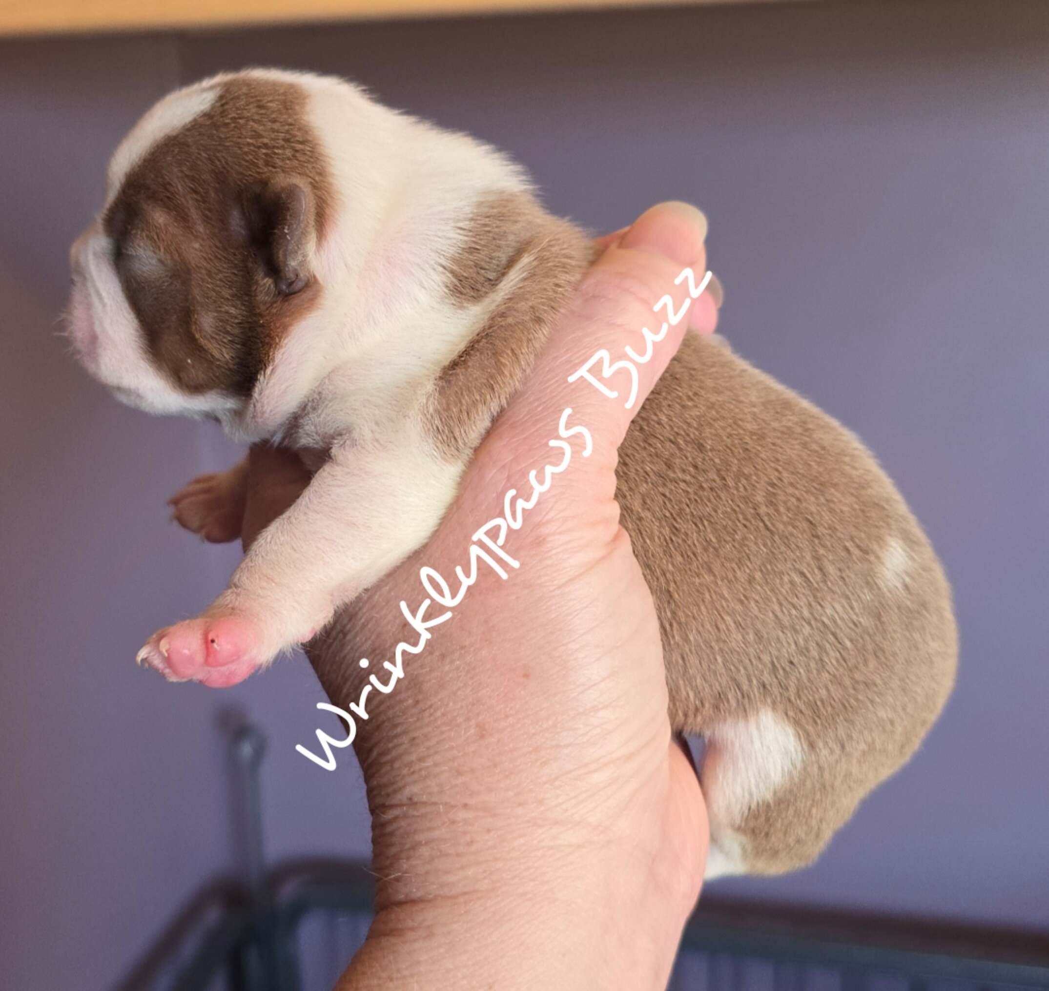 Boston Terrier puppies image 4