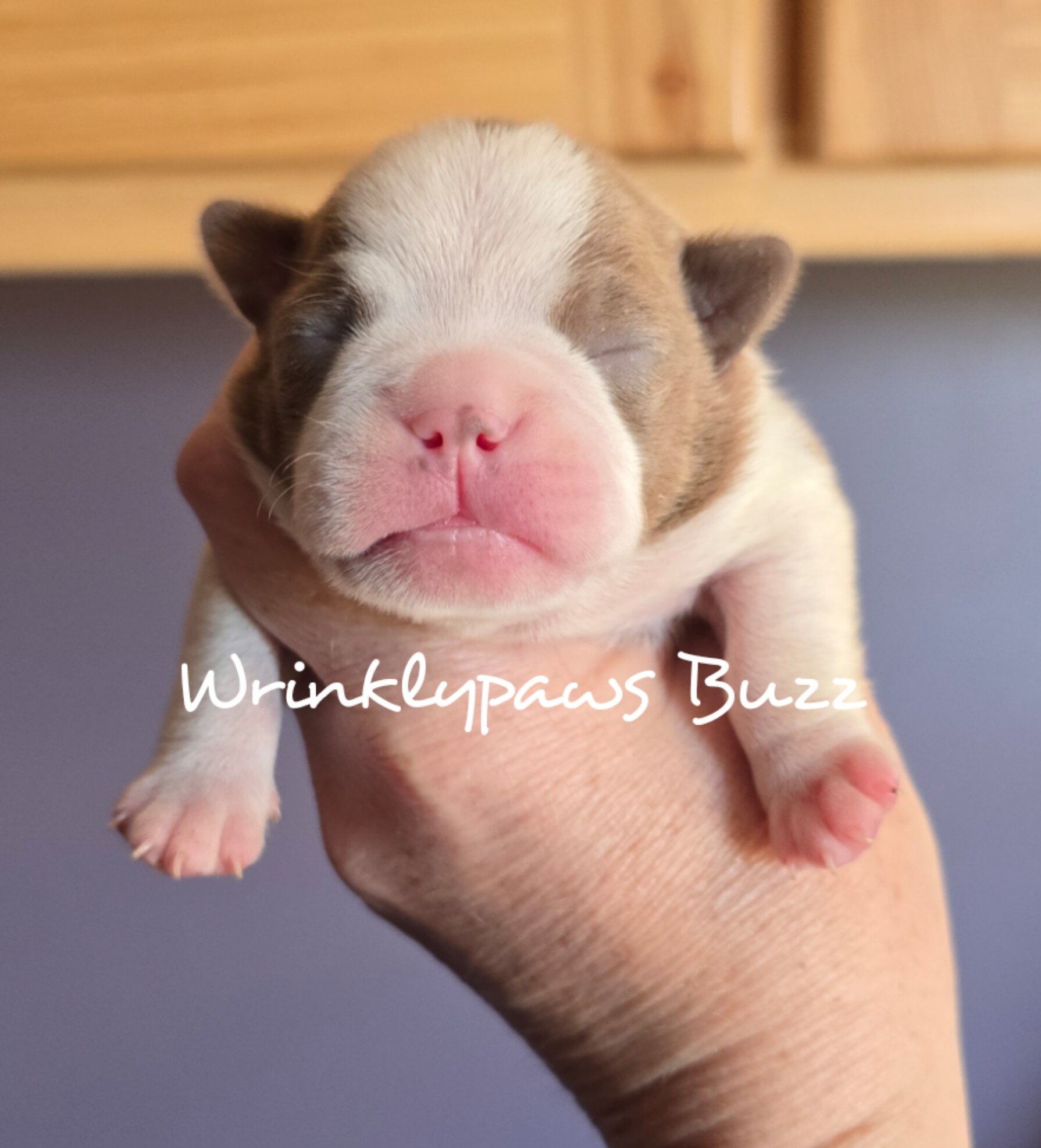 Boston Terrier puppies image 3
