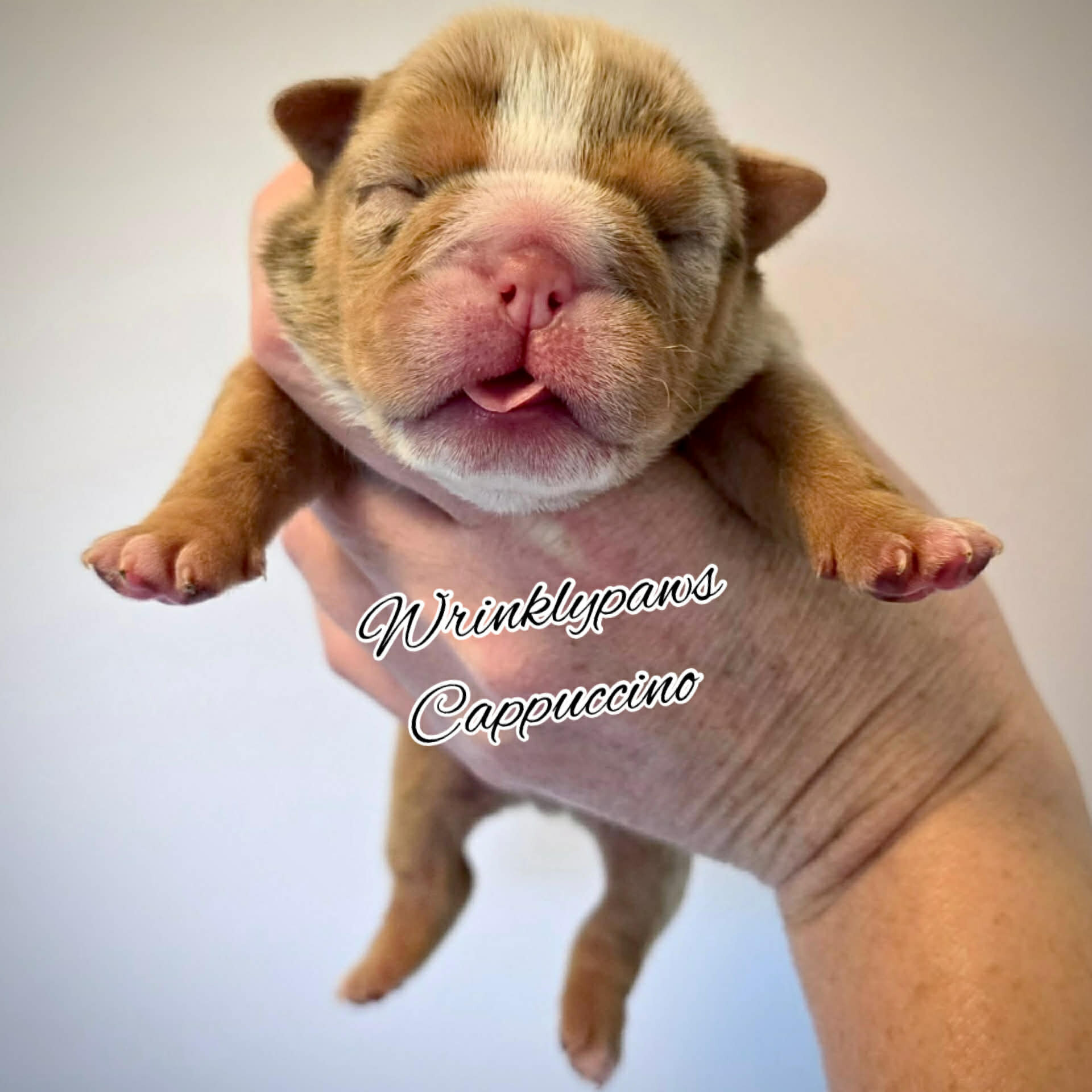 English Bulldogs image 4