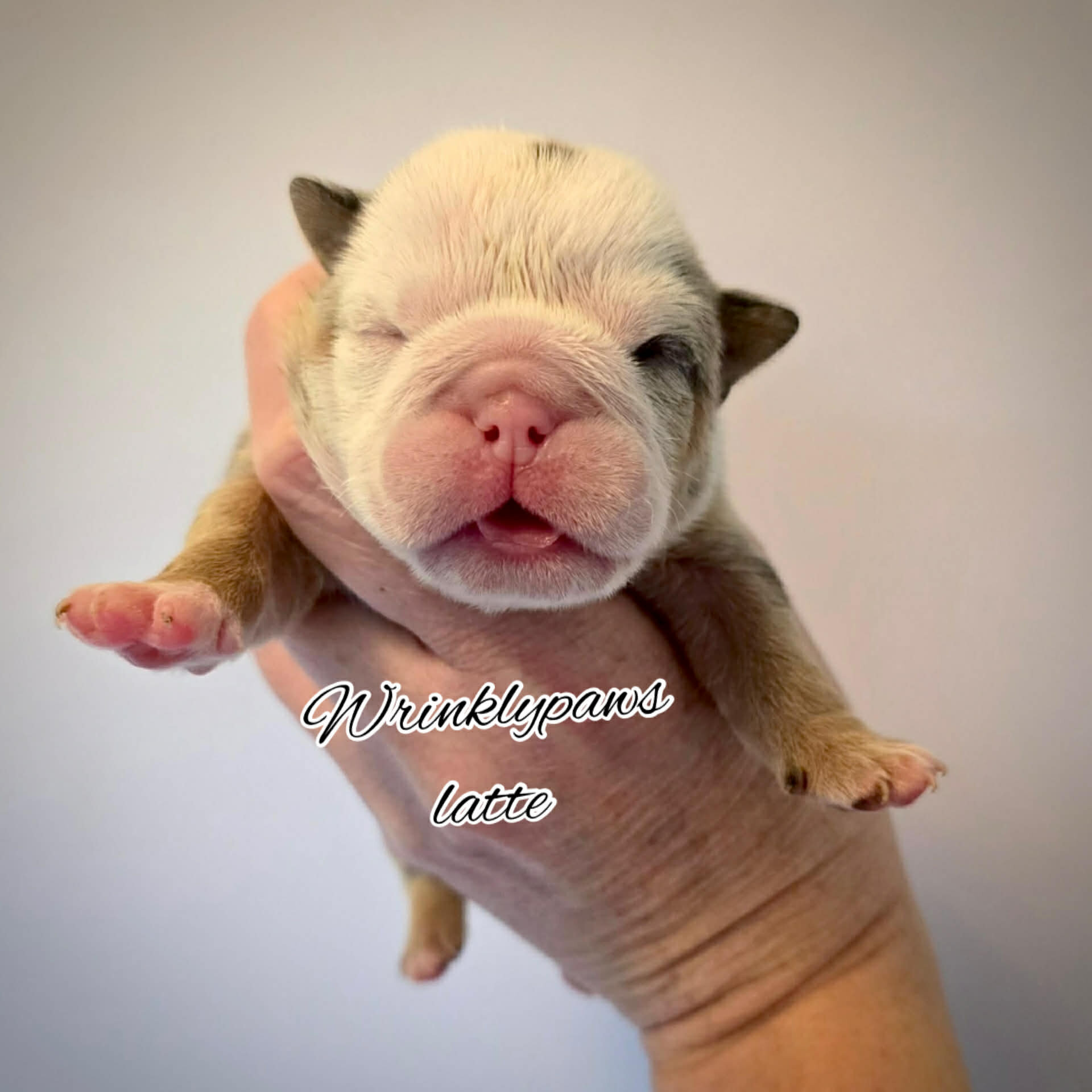 English Bulldogs image 2