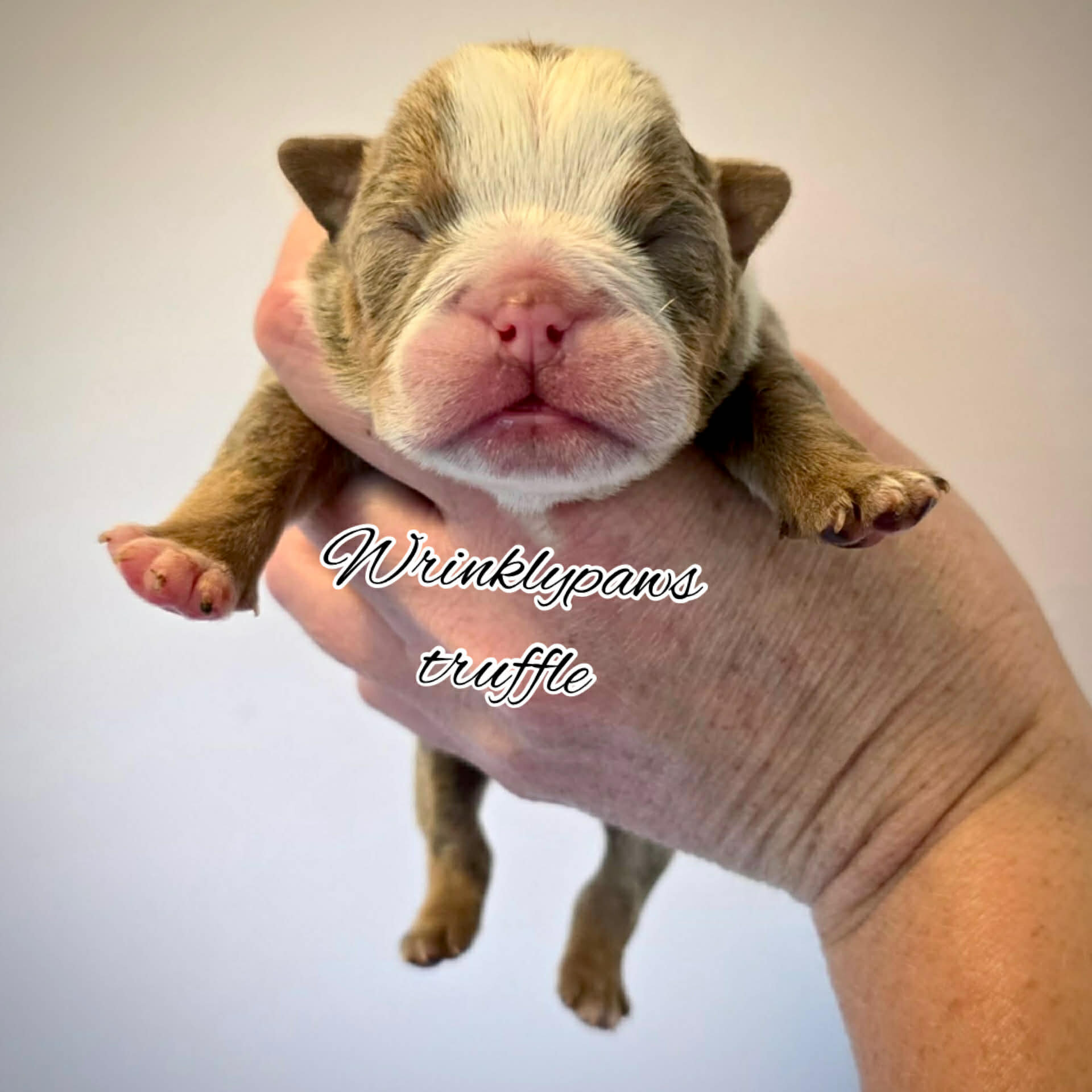 English Bulldogs image 5