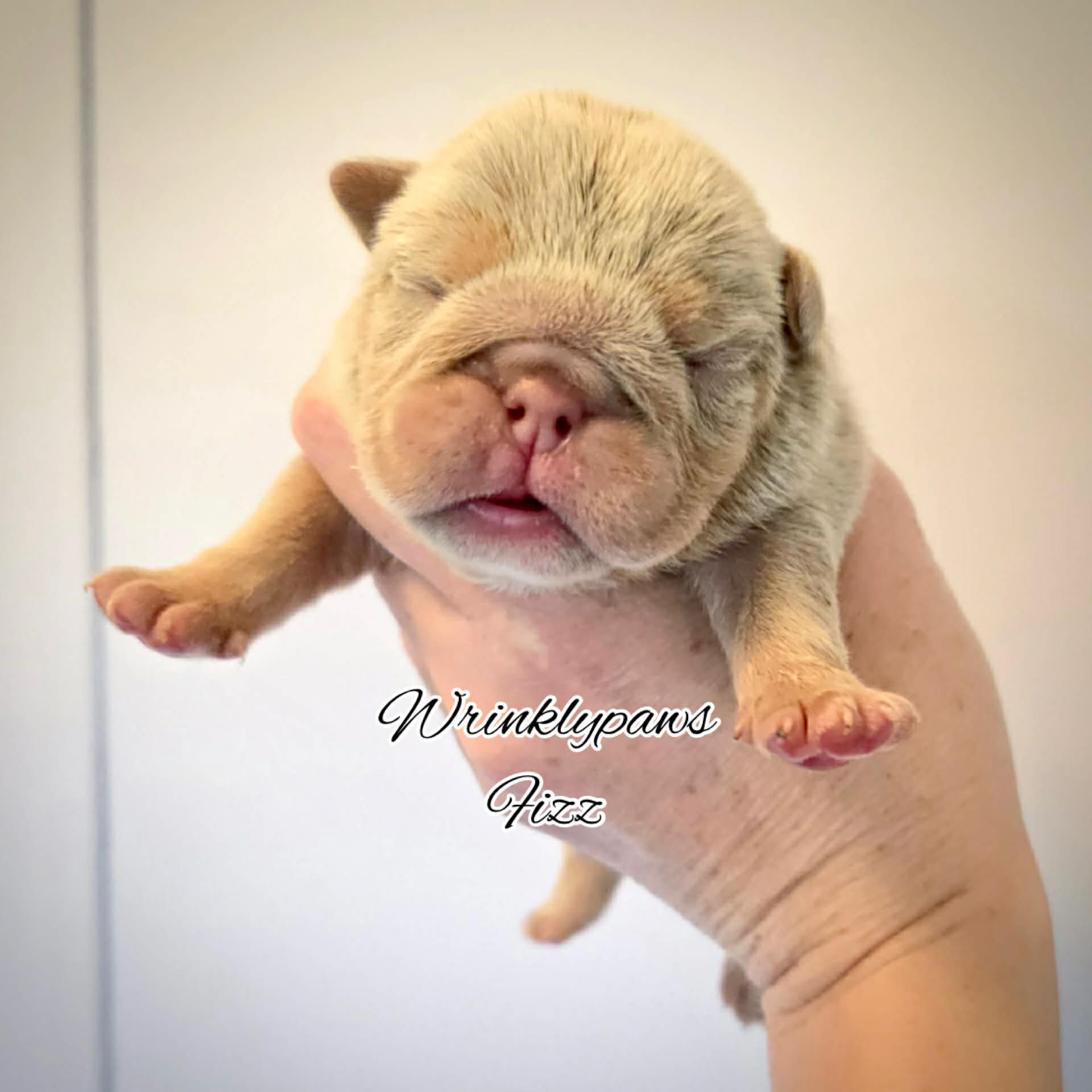 English Bulldogs image 3