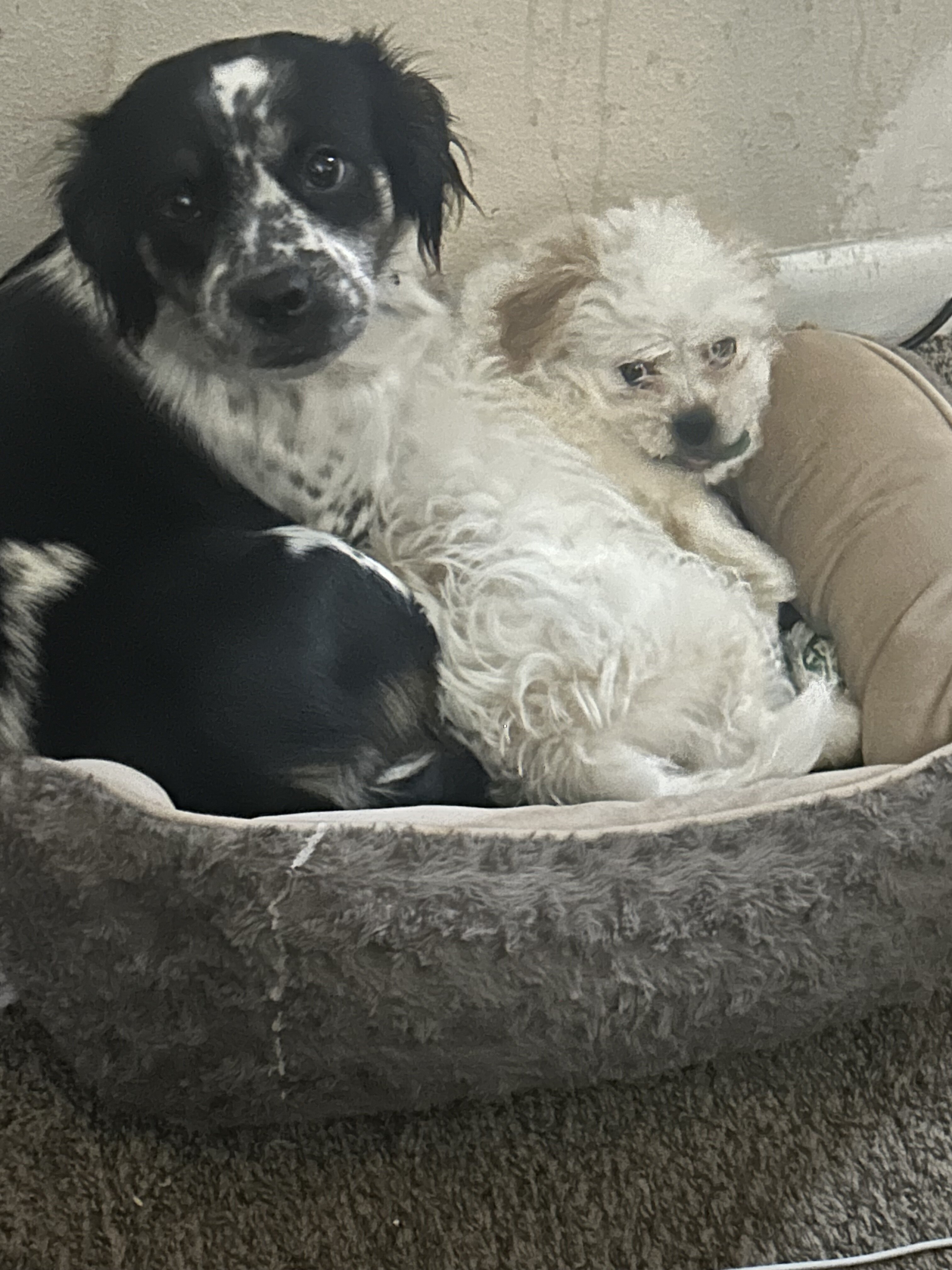 Rehoming image 2
