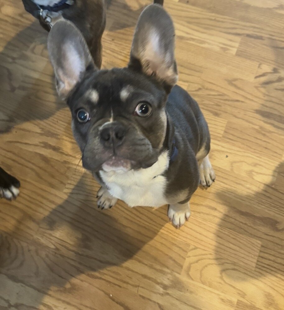 French Bulldog image 1