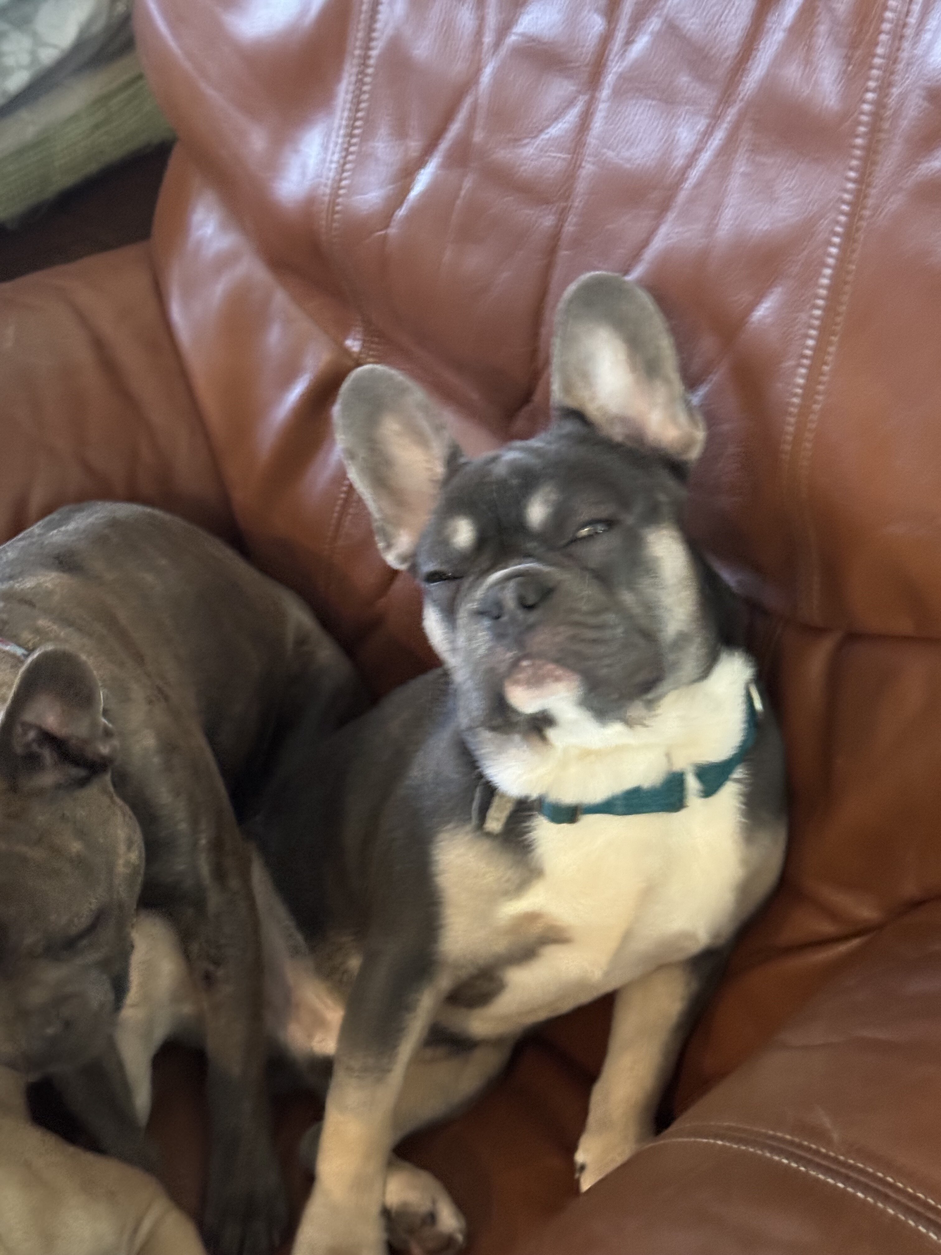 French Bulldog image 2