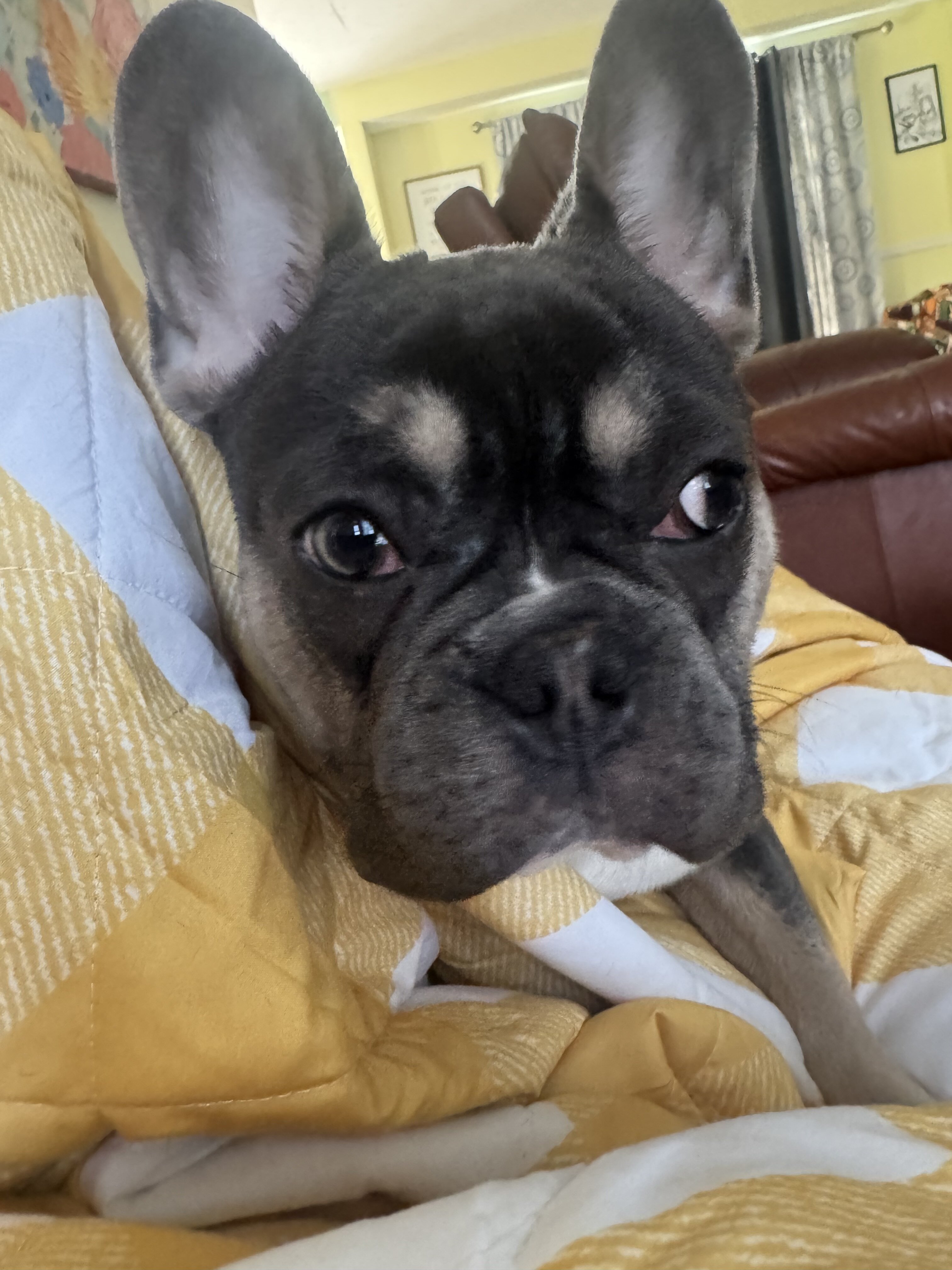 French Bulldog image 3