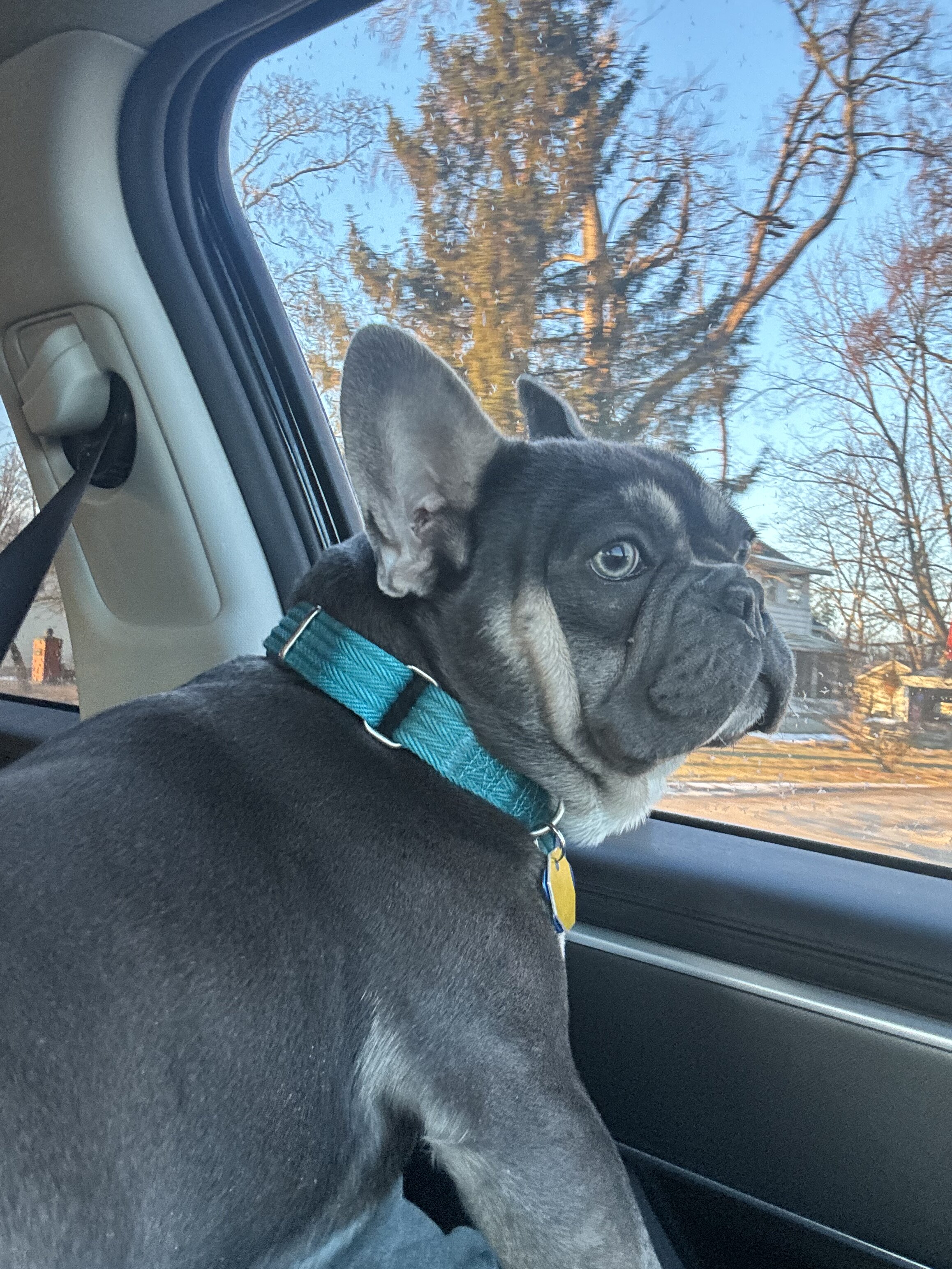 French Bulldog image 4