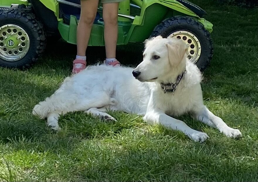 Golden Retriever/Kuvasz Puppy image 2