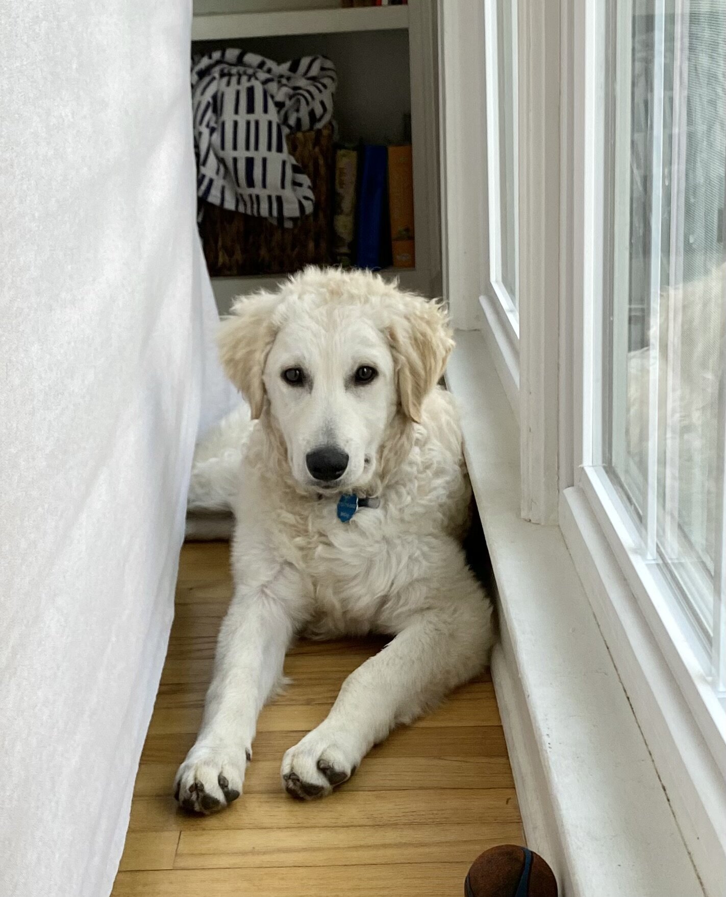 Golden Retriever/Kuvasz Puppy image 3