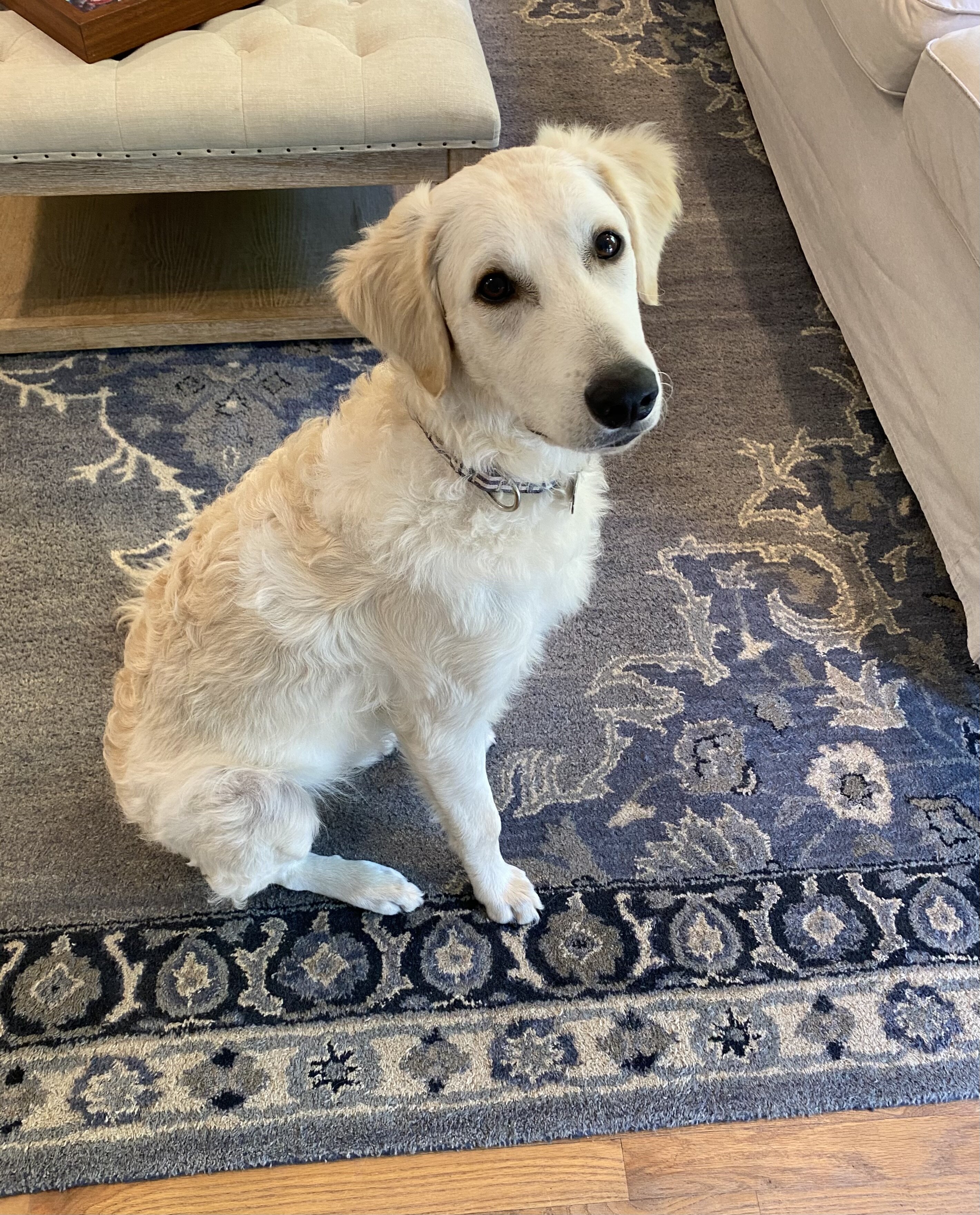 Golden Retriever/Kuvasz Puppy image 1