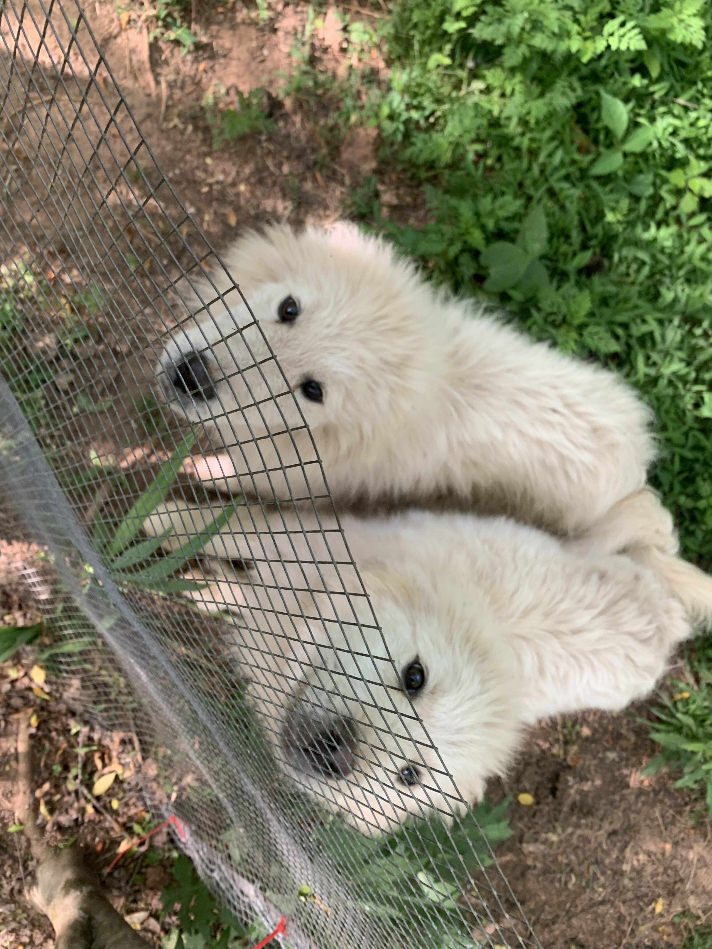 Great Pyrenees image 1