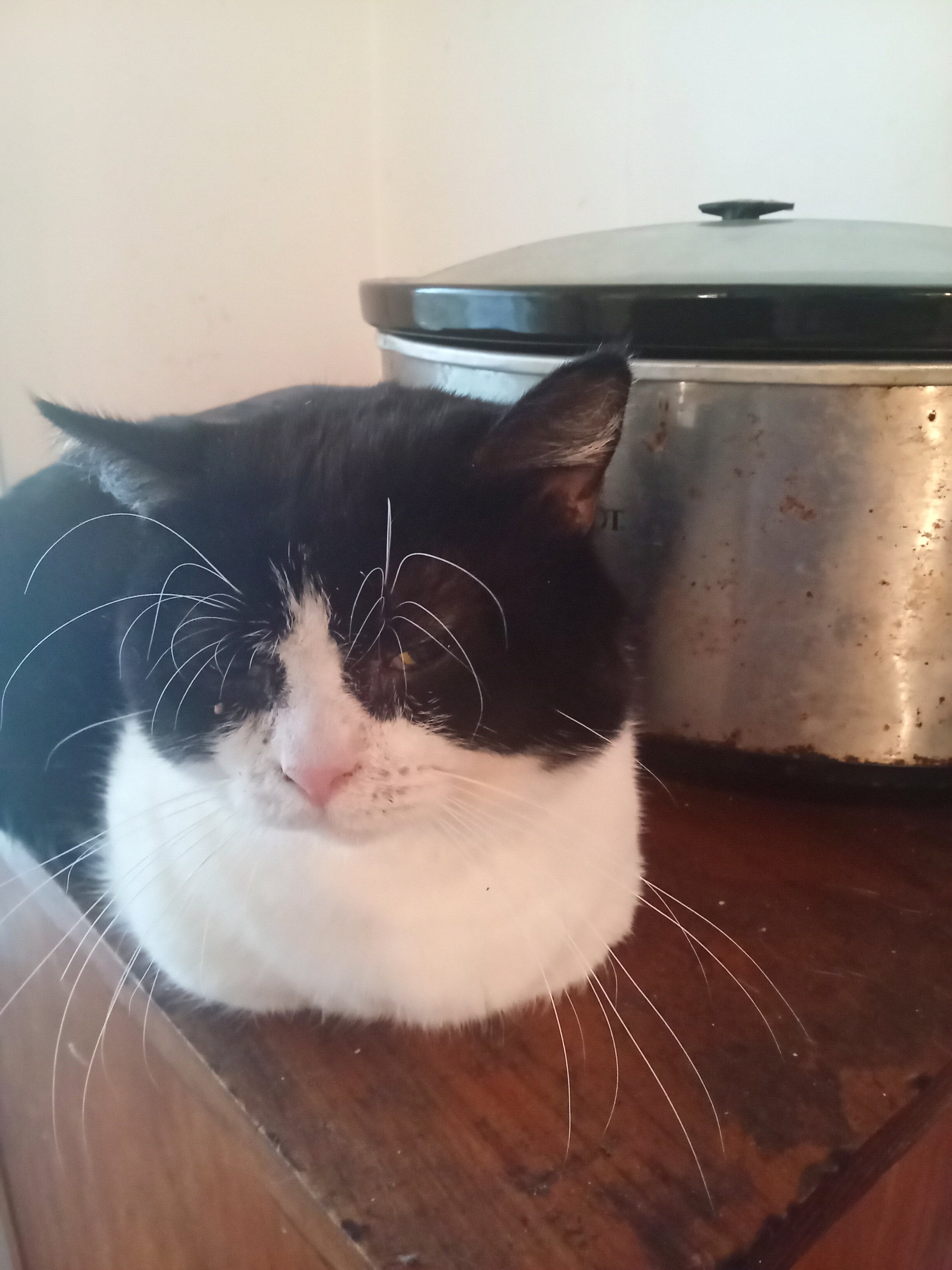 Male cats image 4