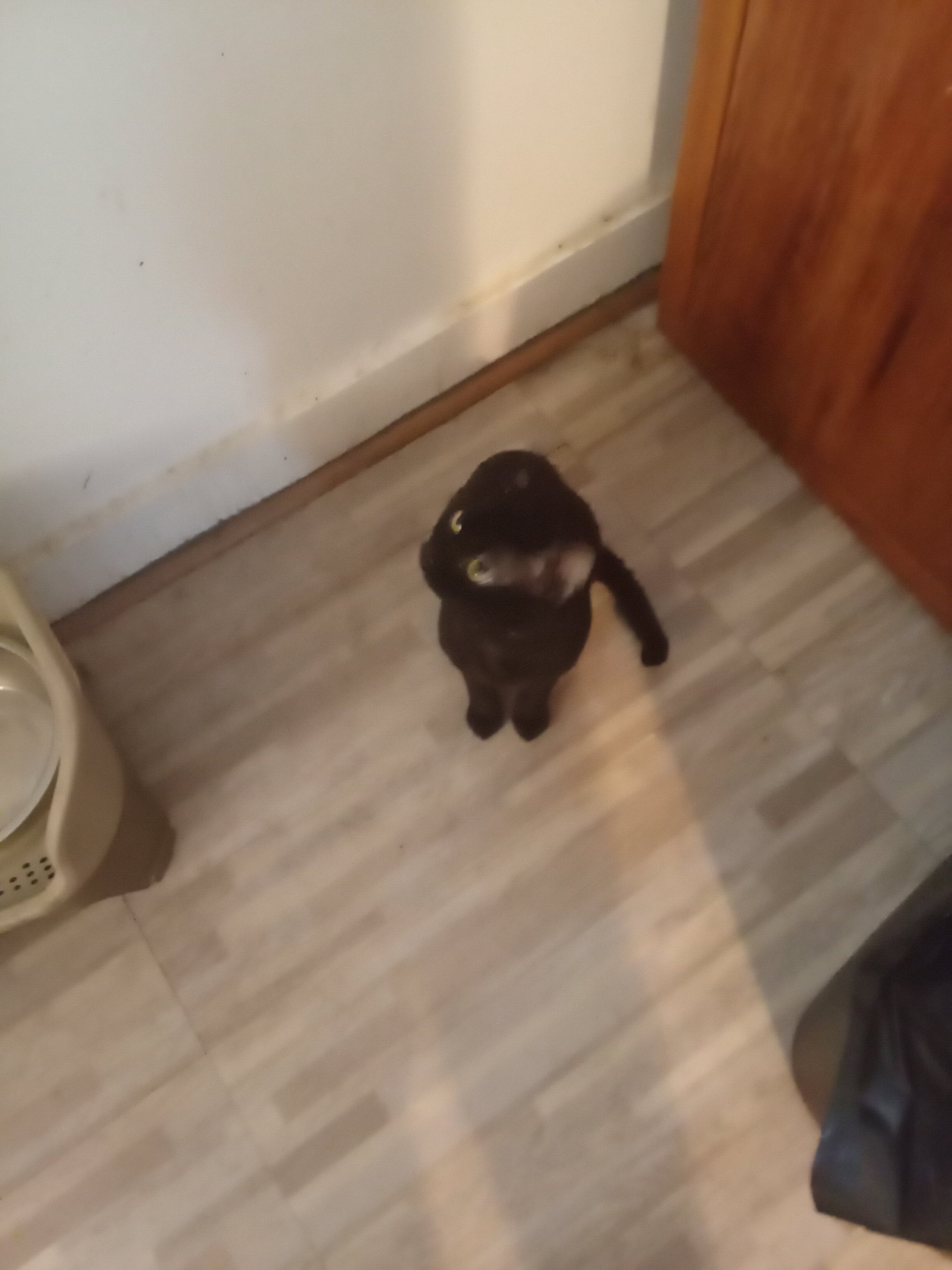 Male cats image 3