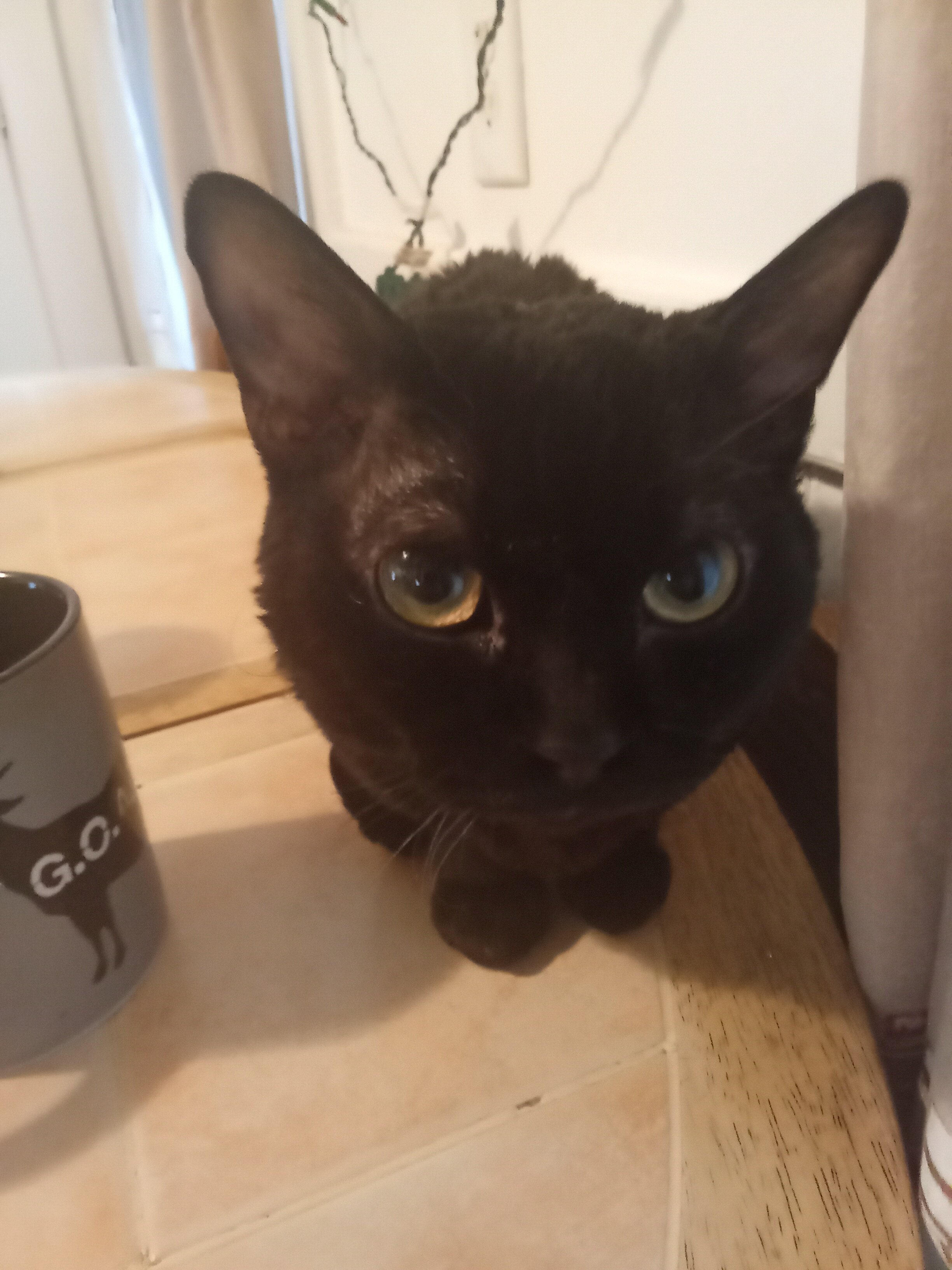 Male cats image 2