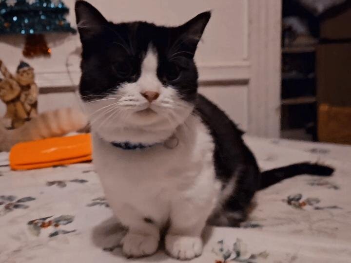 Male cats image 1