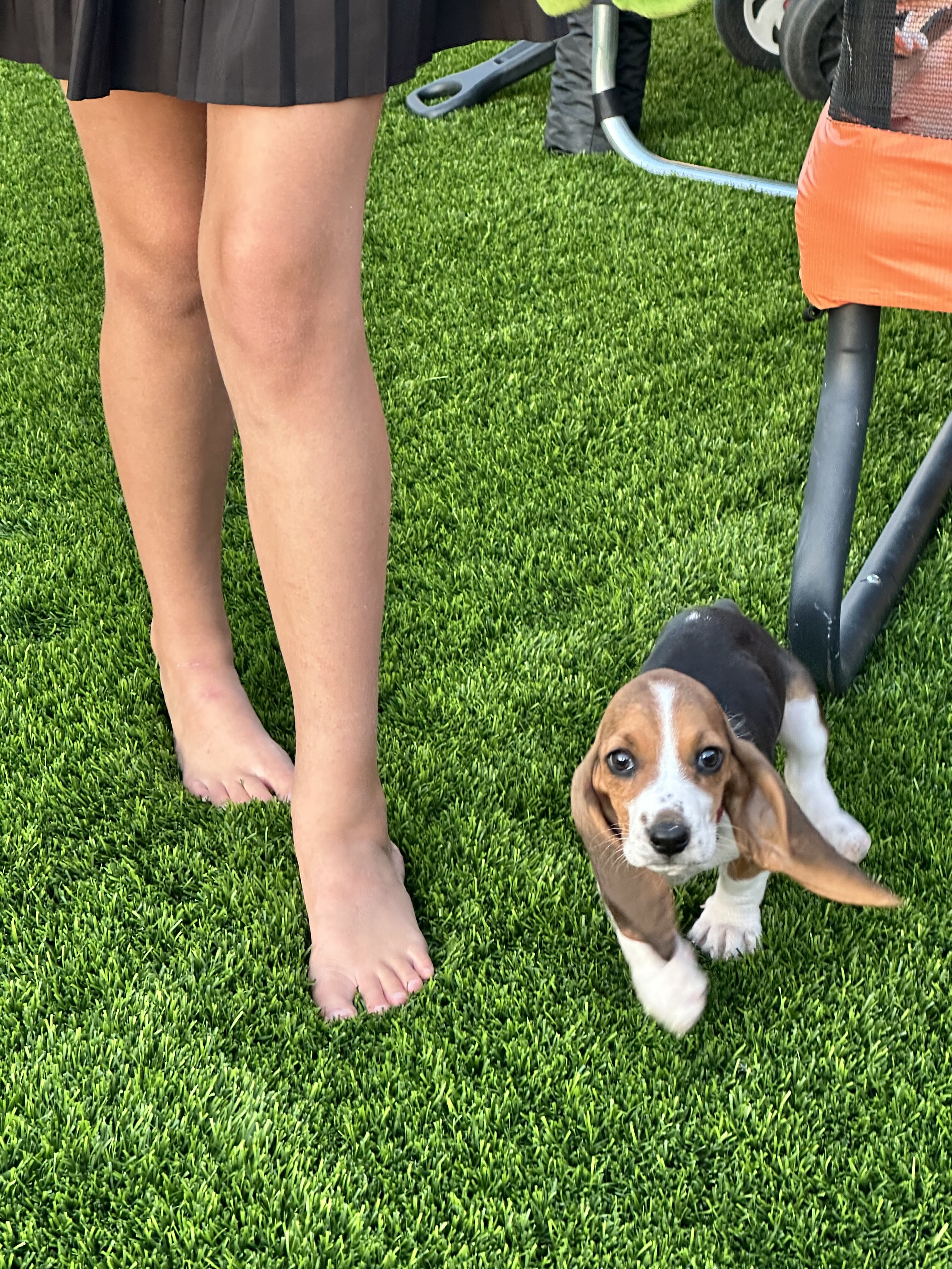 Basset hound pippies image 4