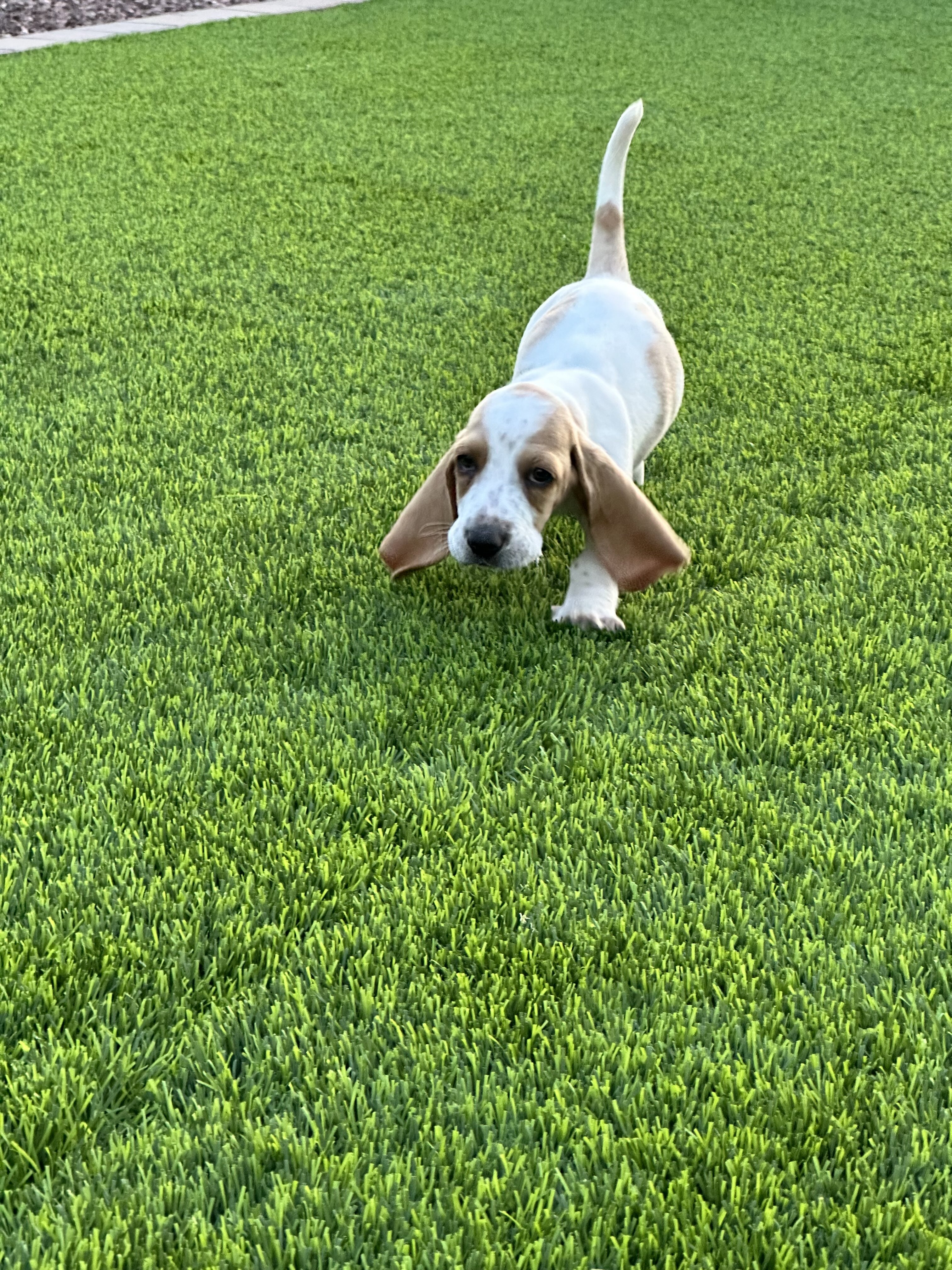 Basset hound pippies image 1