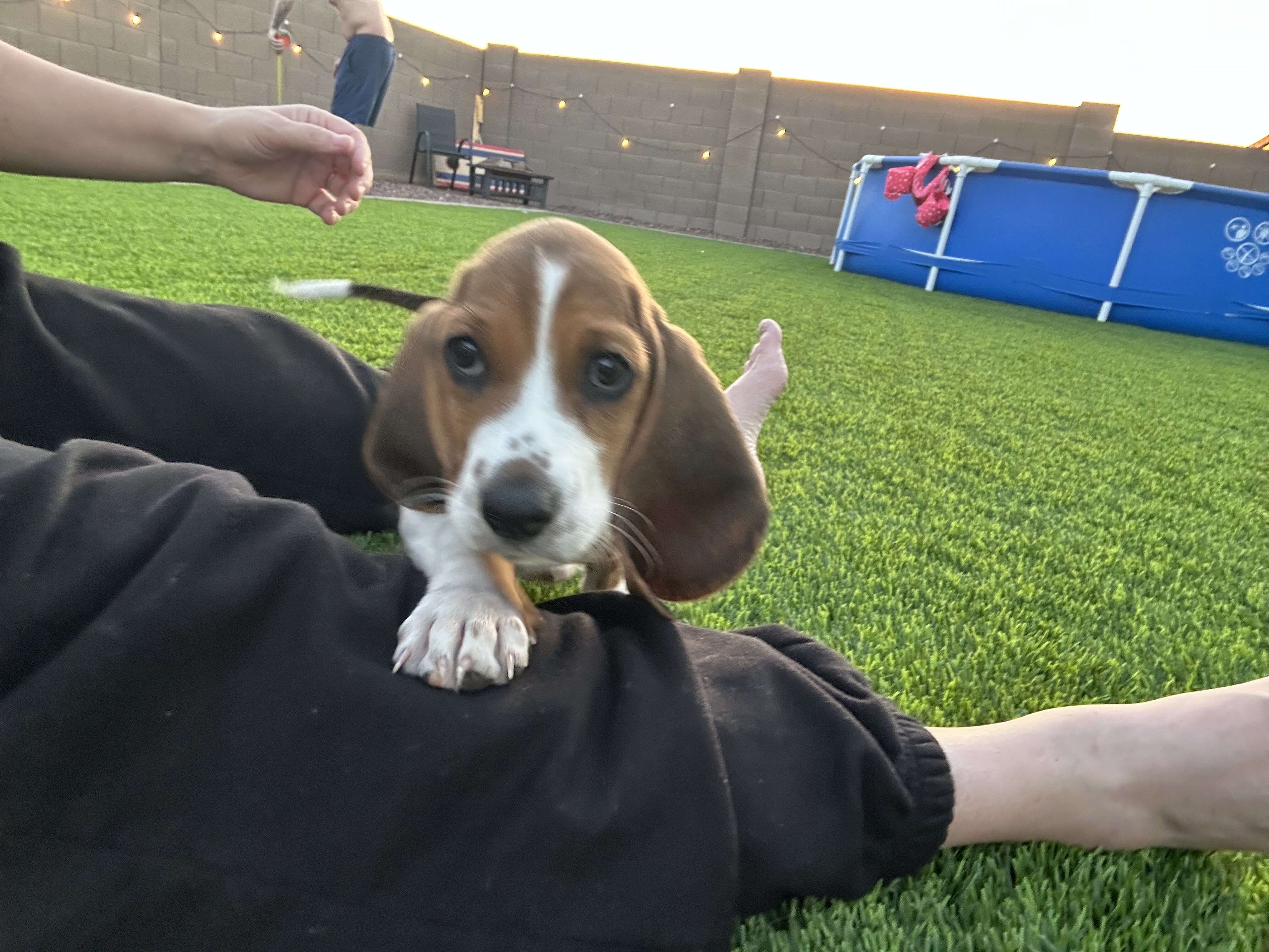 Basset hound pippies image 2
